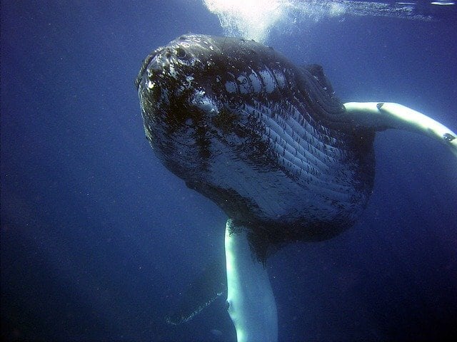 直感で感じ合う五次元の愛「ザトウクジラエッセンス｣