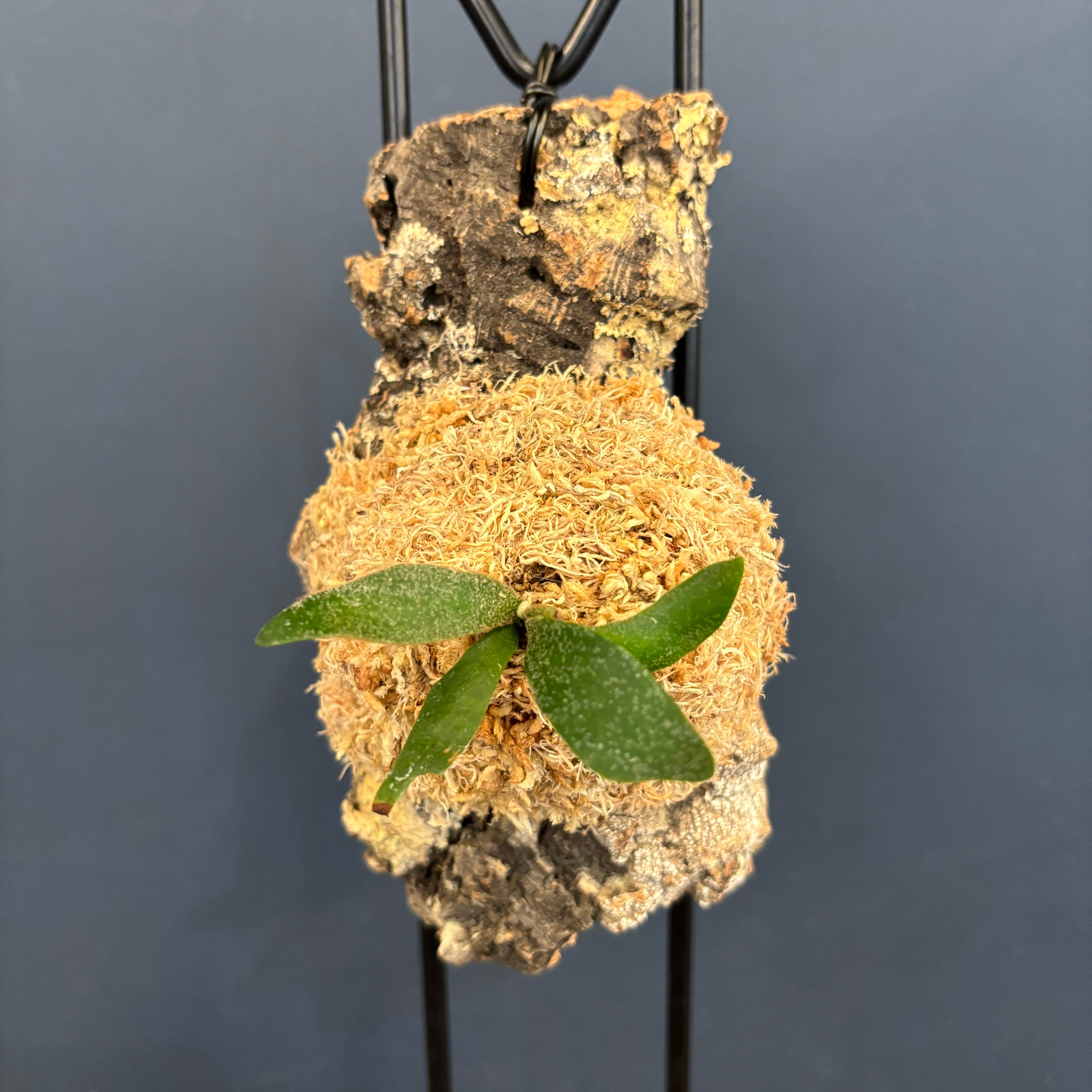 ヘアビューロン　カール　26.5mm ヘアビューロン カールアイロン 2Dplus 26.5mm バイオプログラミング