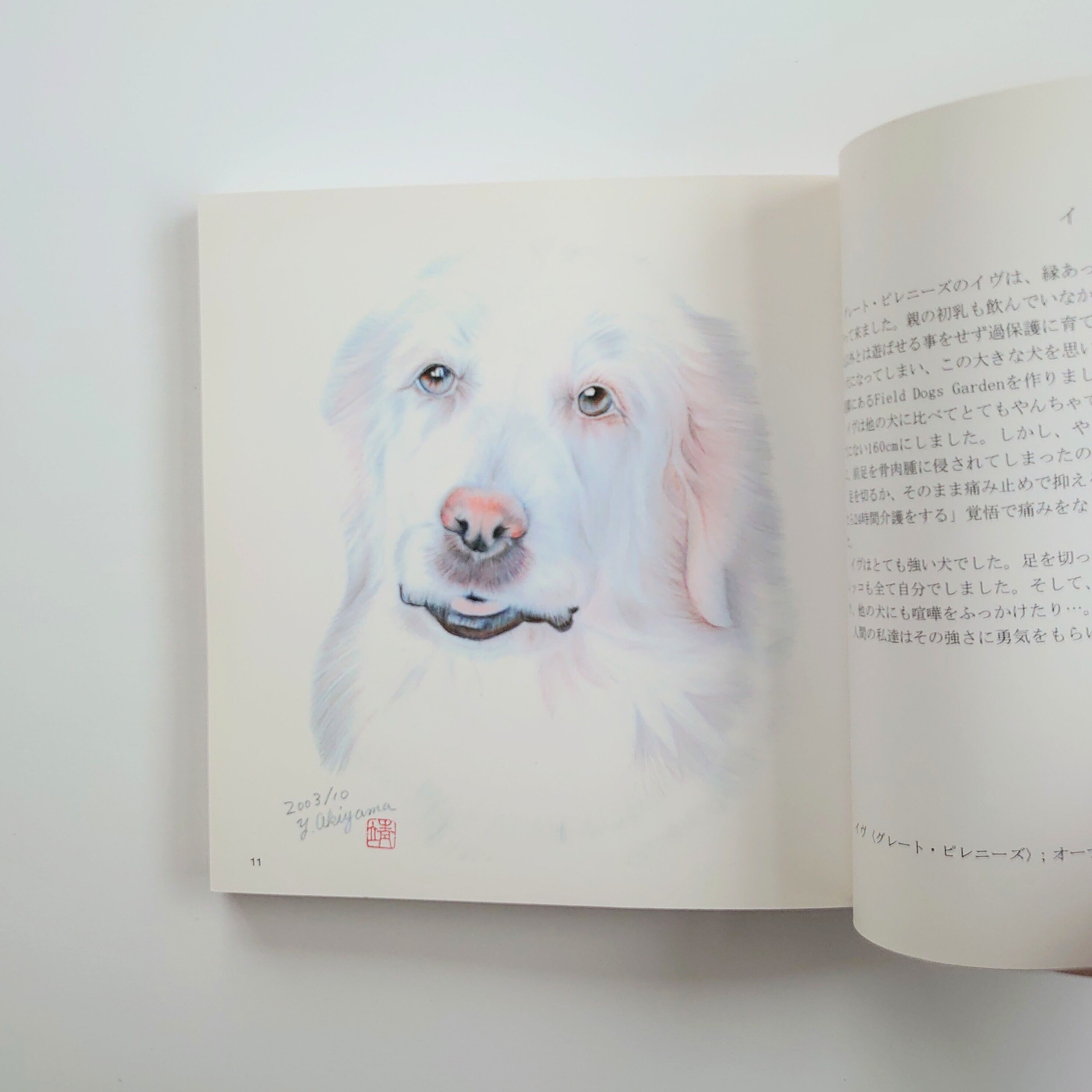 犬の瞳に乾杯 イヌグラシ