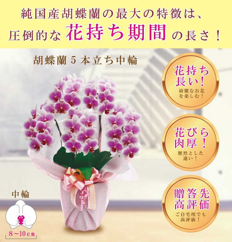 開店祝いセット 胡蝶蘭 ヴィーナス 中輪 5本立ち 35輪 白ピンク グラデーション 純国産 胡蝶蘭専門店 Msd Nursery パームココ 胡蝶蘭 ピンク 大輪 ３本立ち ３６輪以上 華やか 豪華 ギフト 昇進祝い 記念日ギフト 移転祝い 引越し祝い 新築祝い 鉢植え 花 清純