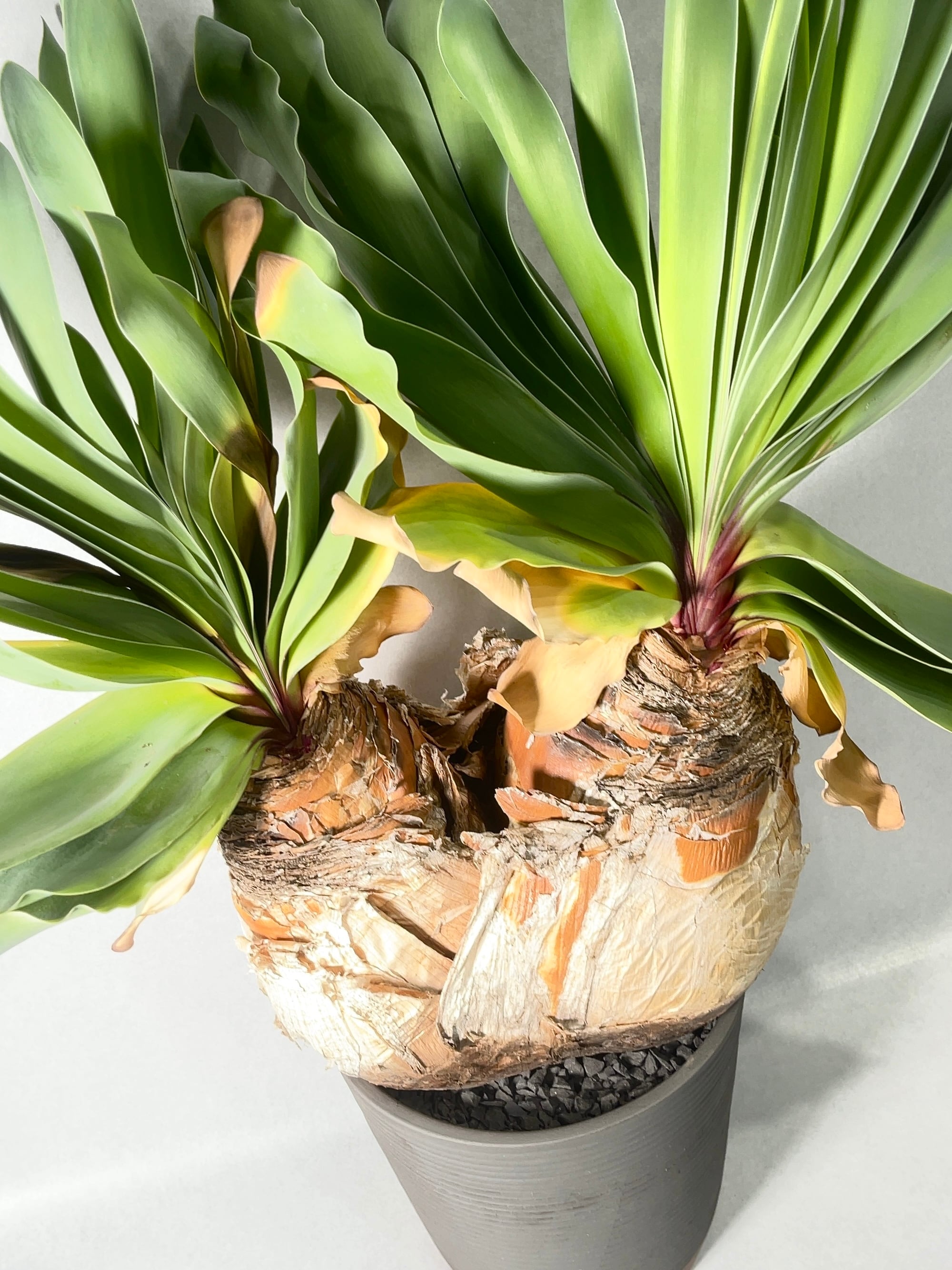 ブーファン・ハエマンソイデス(ダブルヘッド) | trigger