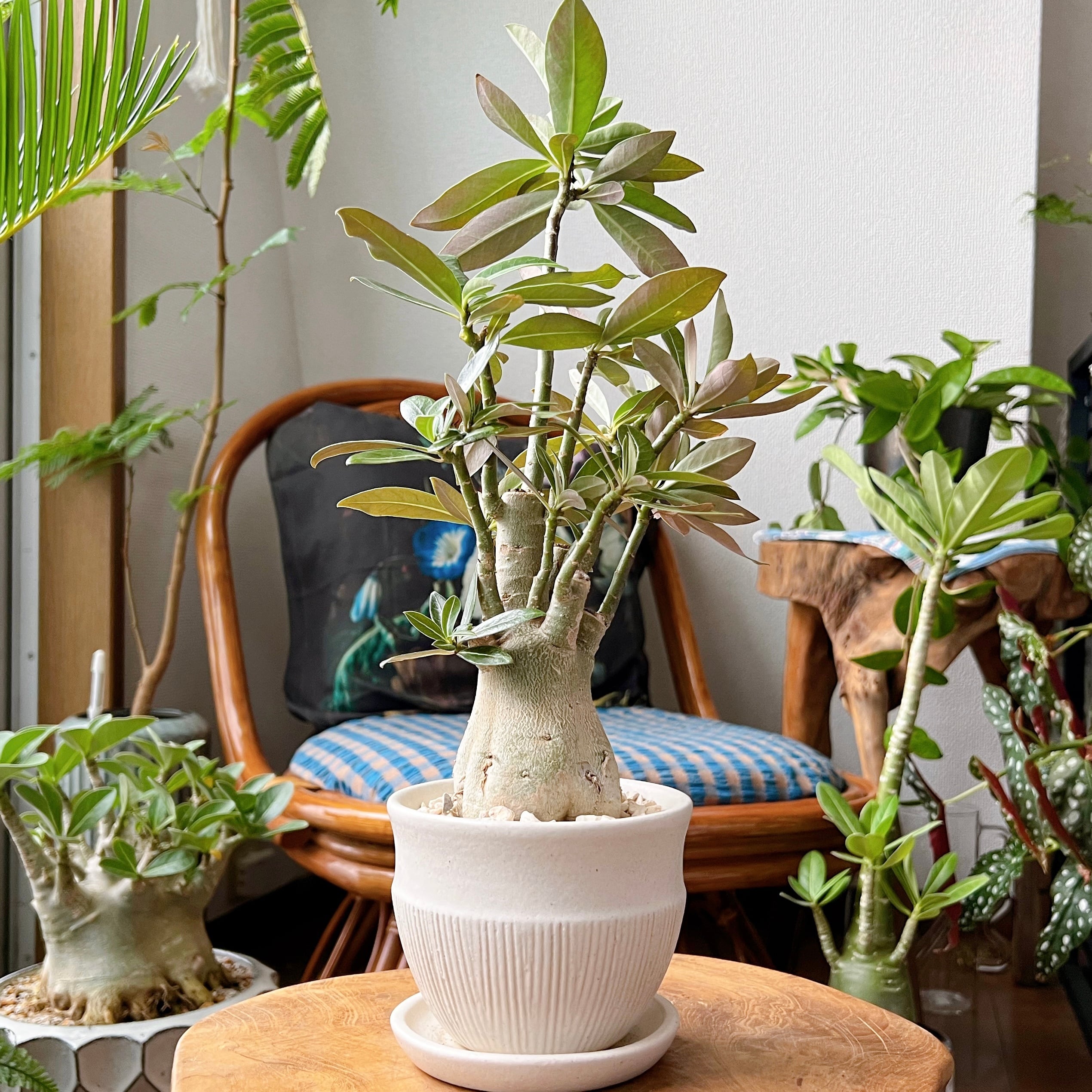 エスポストア・幻楽モンスト 4号／HJUSG | 植木戸