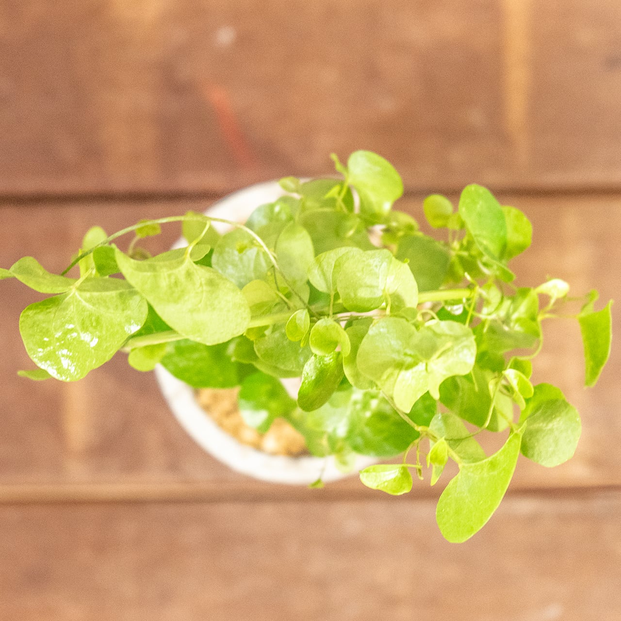 アフリカ亀甲竜｜成長とともに亀甲模様が浮き出る人気コーデックス／可愛い小さめ塊根【手作りモルタル鉢】