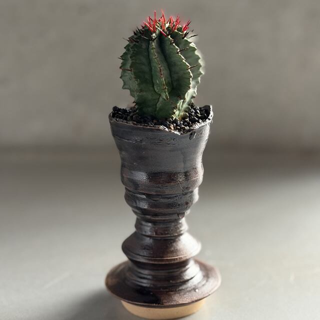 ユーフォルビア・ホリダマジョール Euphorbia horrida Major | RY-ST