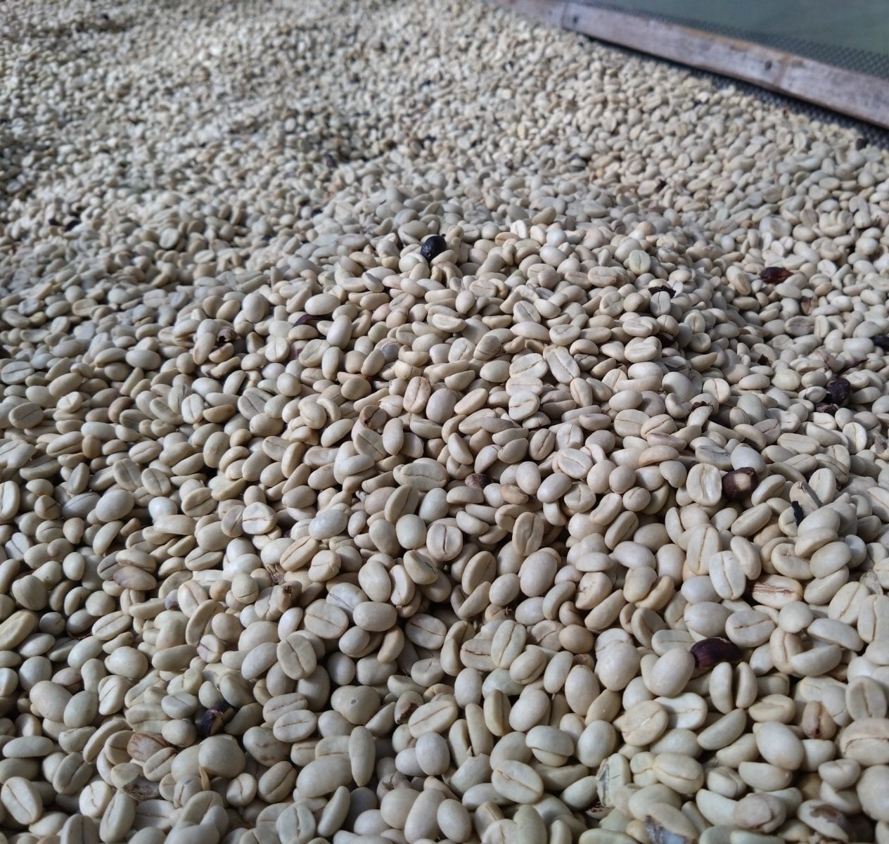 Laos Joy Farm Catimor（ラオス ジョイ農園 カティモール）100g 【受注