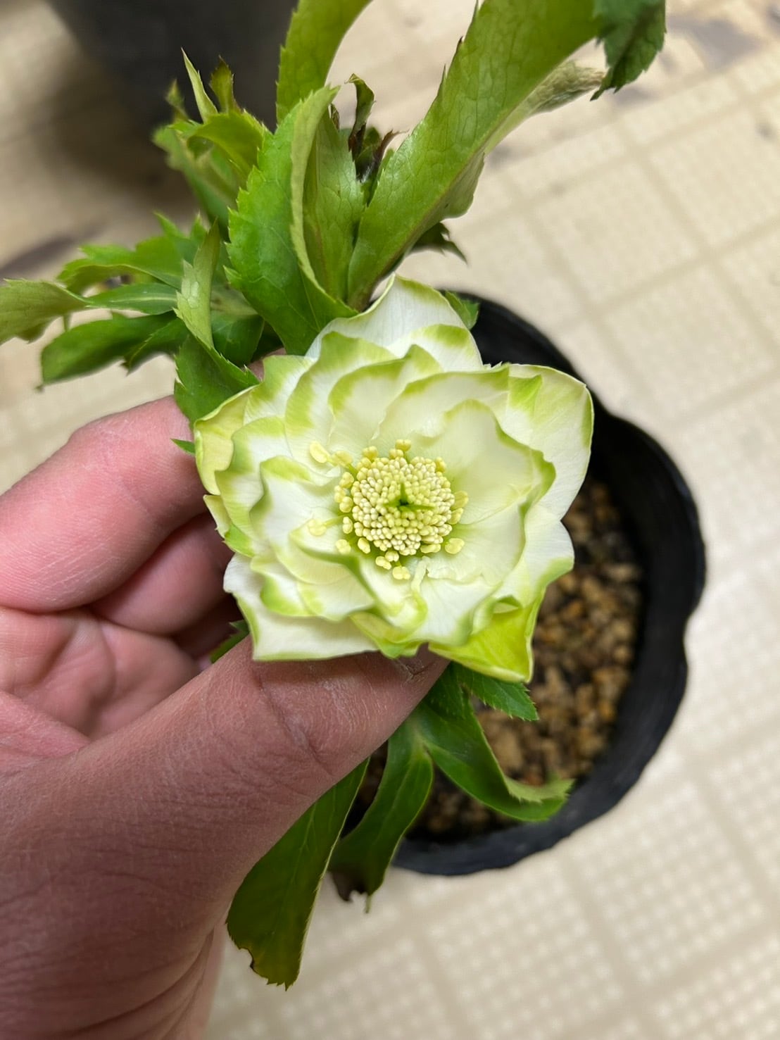 koyuzu77medakaxtuko様専用 | クリハラガーデン