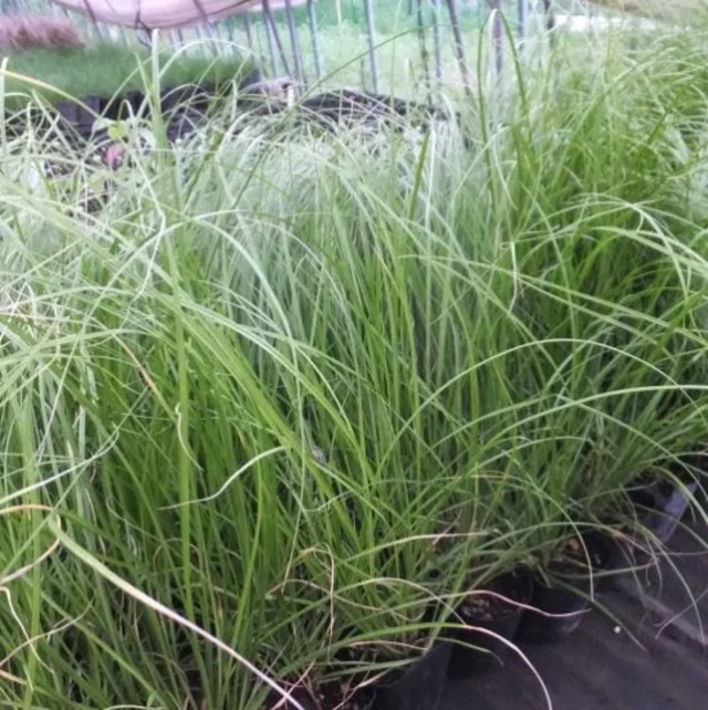 カレックス フラジェリフェア　キウイ’