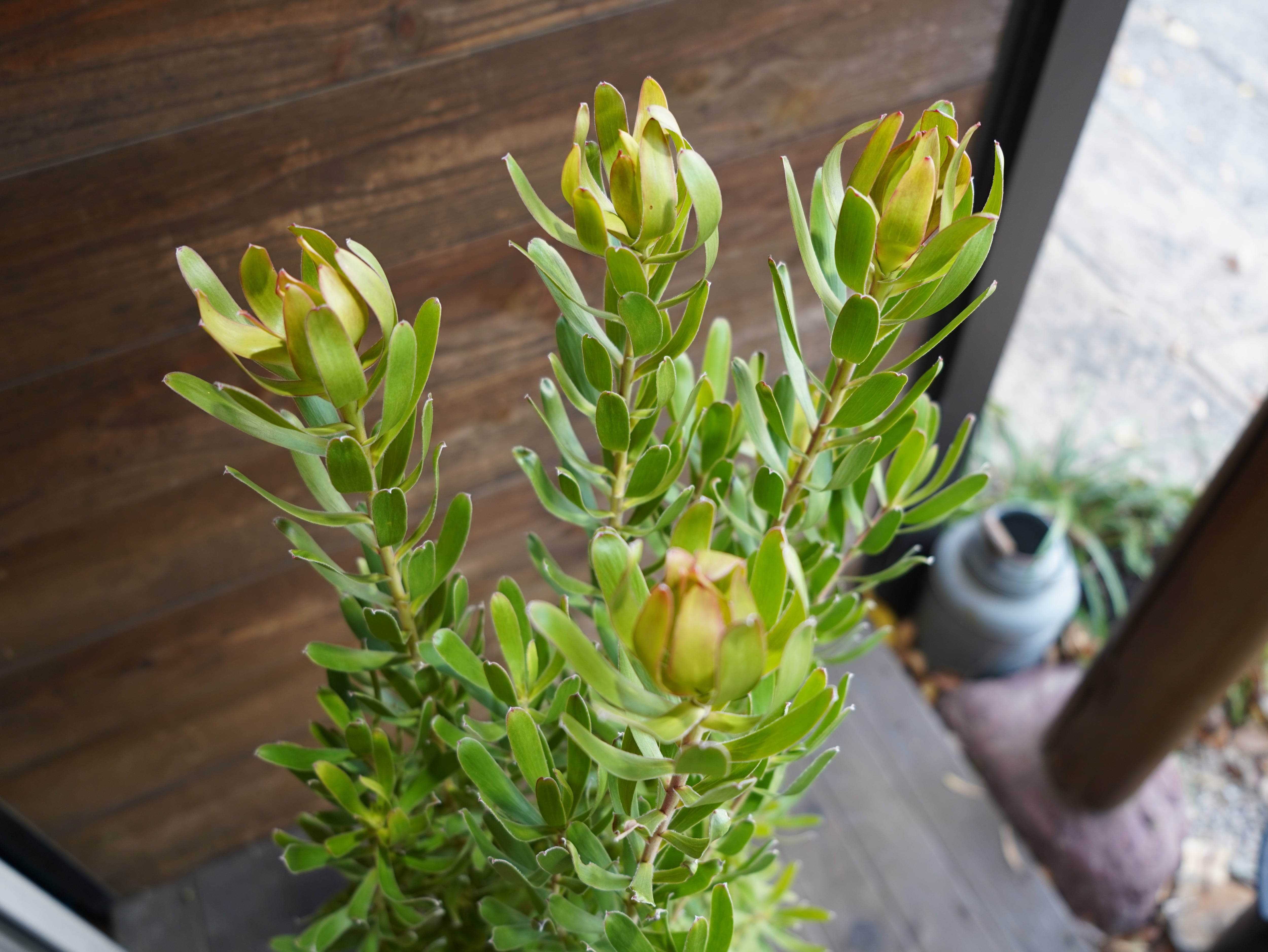 【現物】リューカデンドロン　”Sunshine”　６号