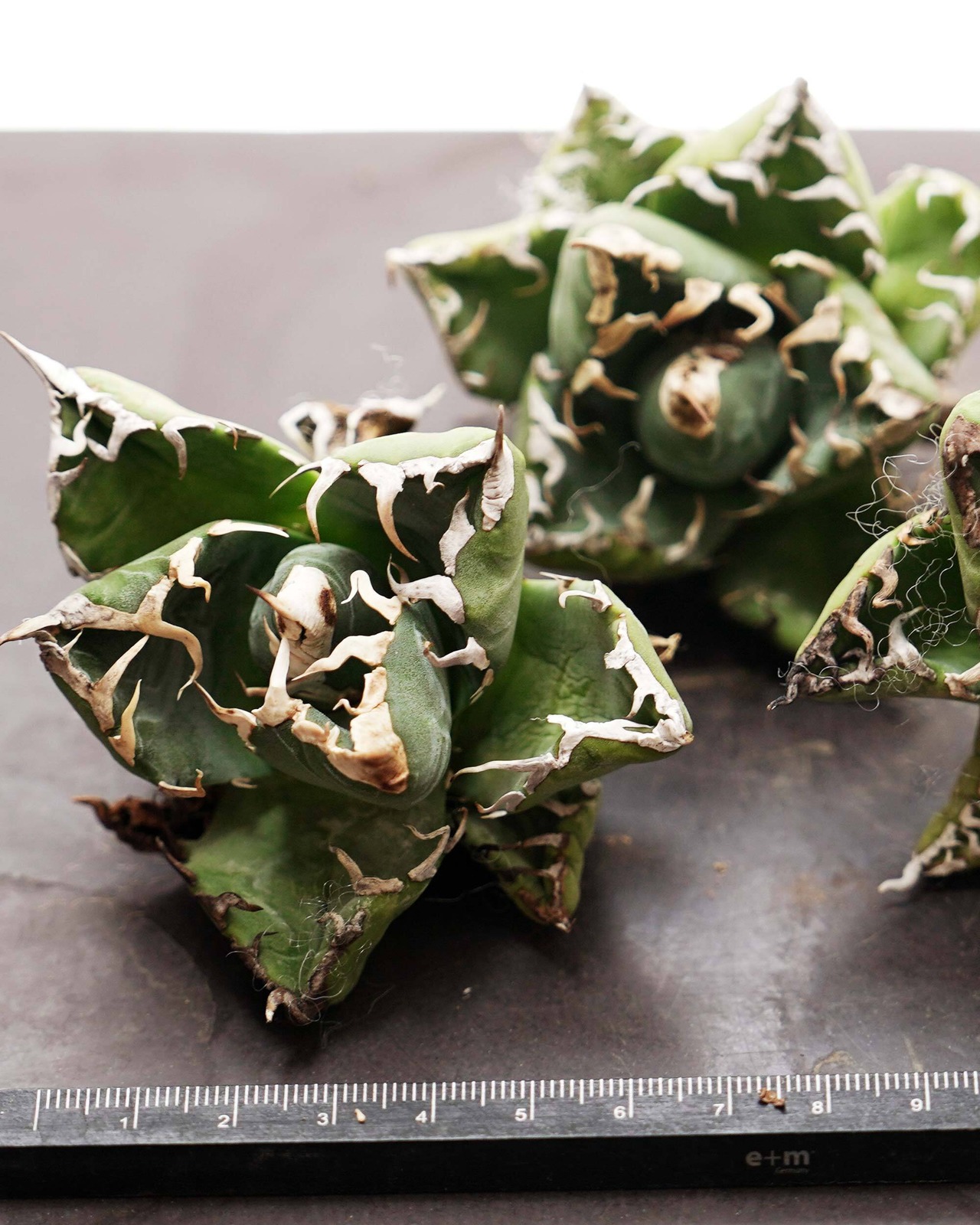 発根済カット苗 アガベ 魔丸 Agave titanota 'Mamaru'
