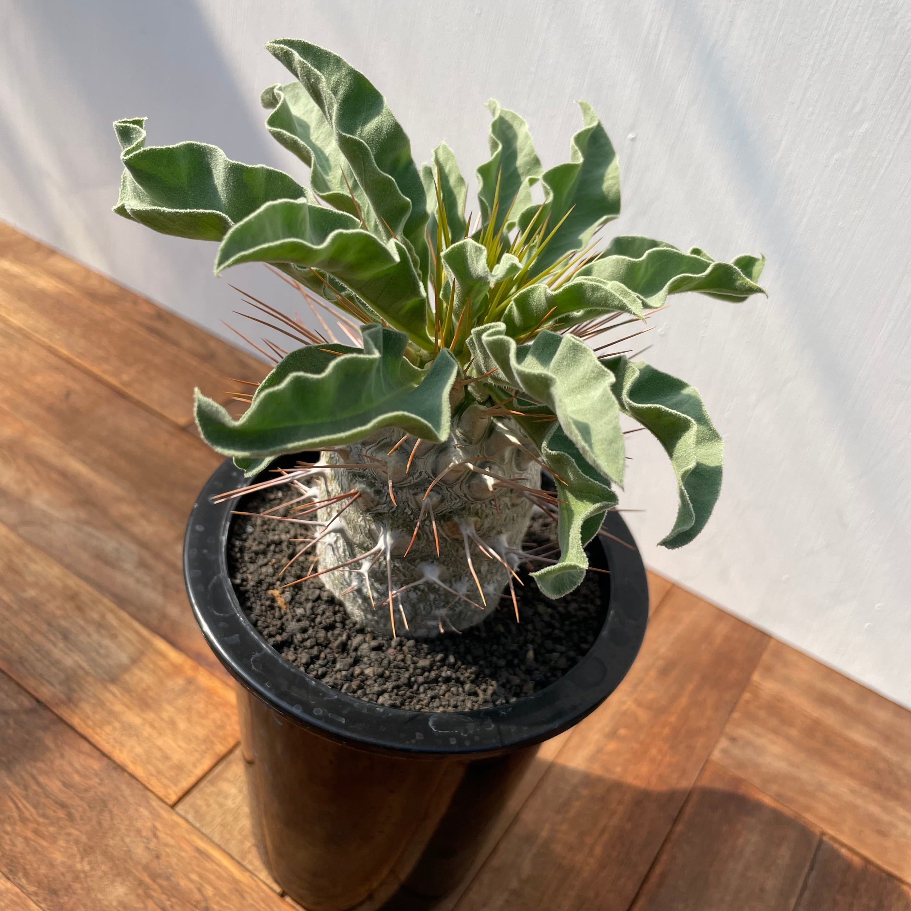 ひなた パキポディウム ナマクアナム 光堂 実生株16 Pachypodium namaquanum【パキポディウム・ナマクアナム・光堂