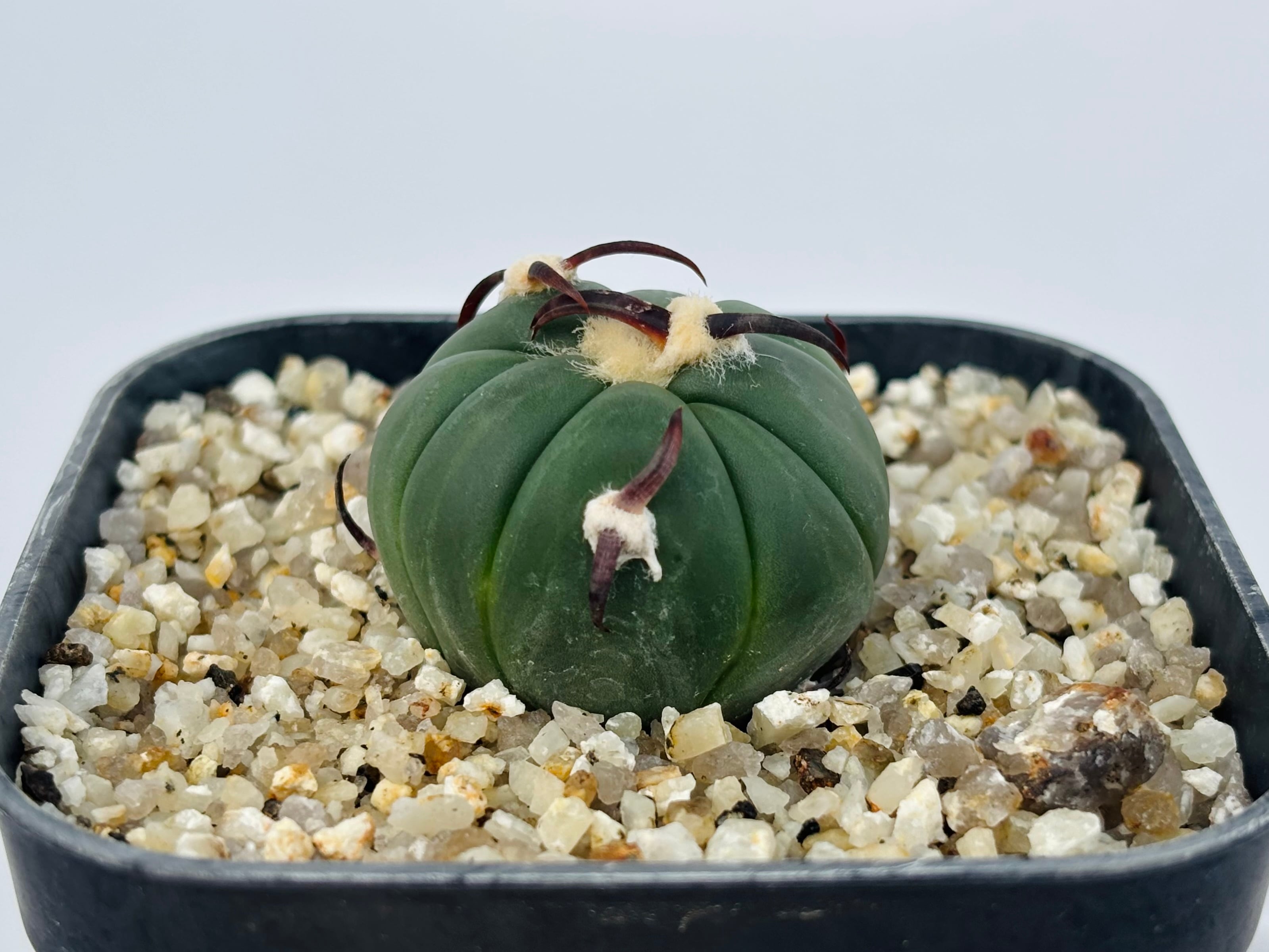 Echinocactus horizonthalonius エキノカクタス 黒刺 花王丸 サボテン