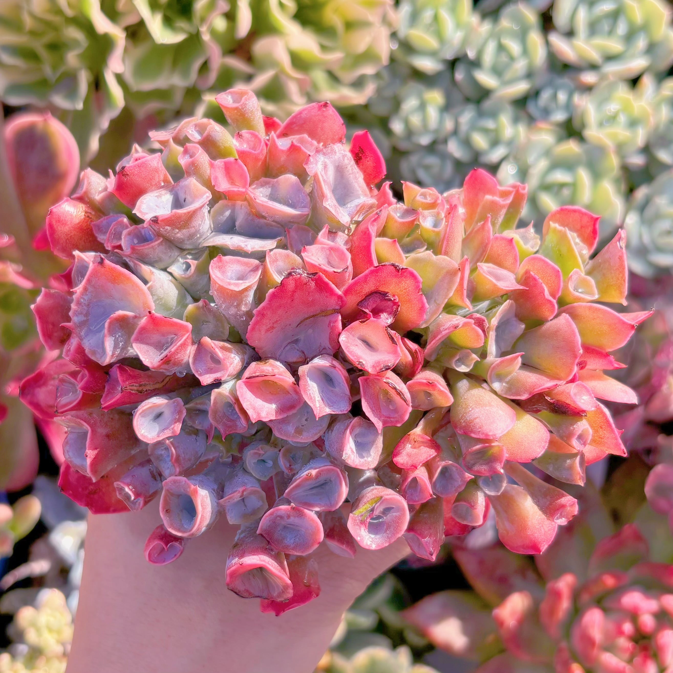 多肉植物　魔笛　群生　新入荷　るる農園