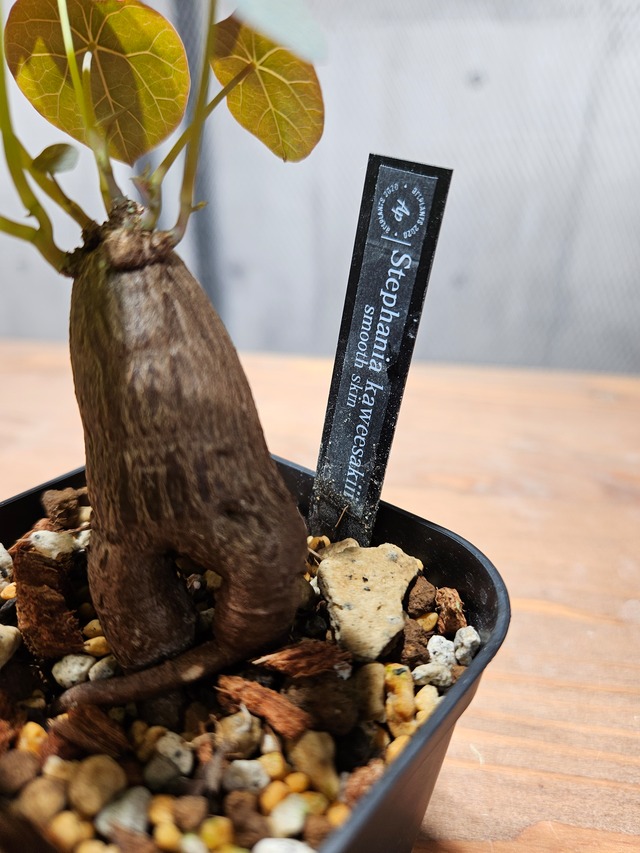 Stephania Kaweesakii Smooth Skin(ステファニア カウィーサキー) sp nova【 artPLANTs/PLANTS GARAGE】塊根植物
