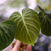 フィロデンドロン エルチョコレッド / Philodendron "El Choco Red"⑯ / 観葉植物<育て方・花言葉>