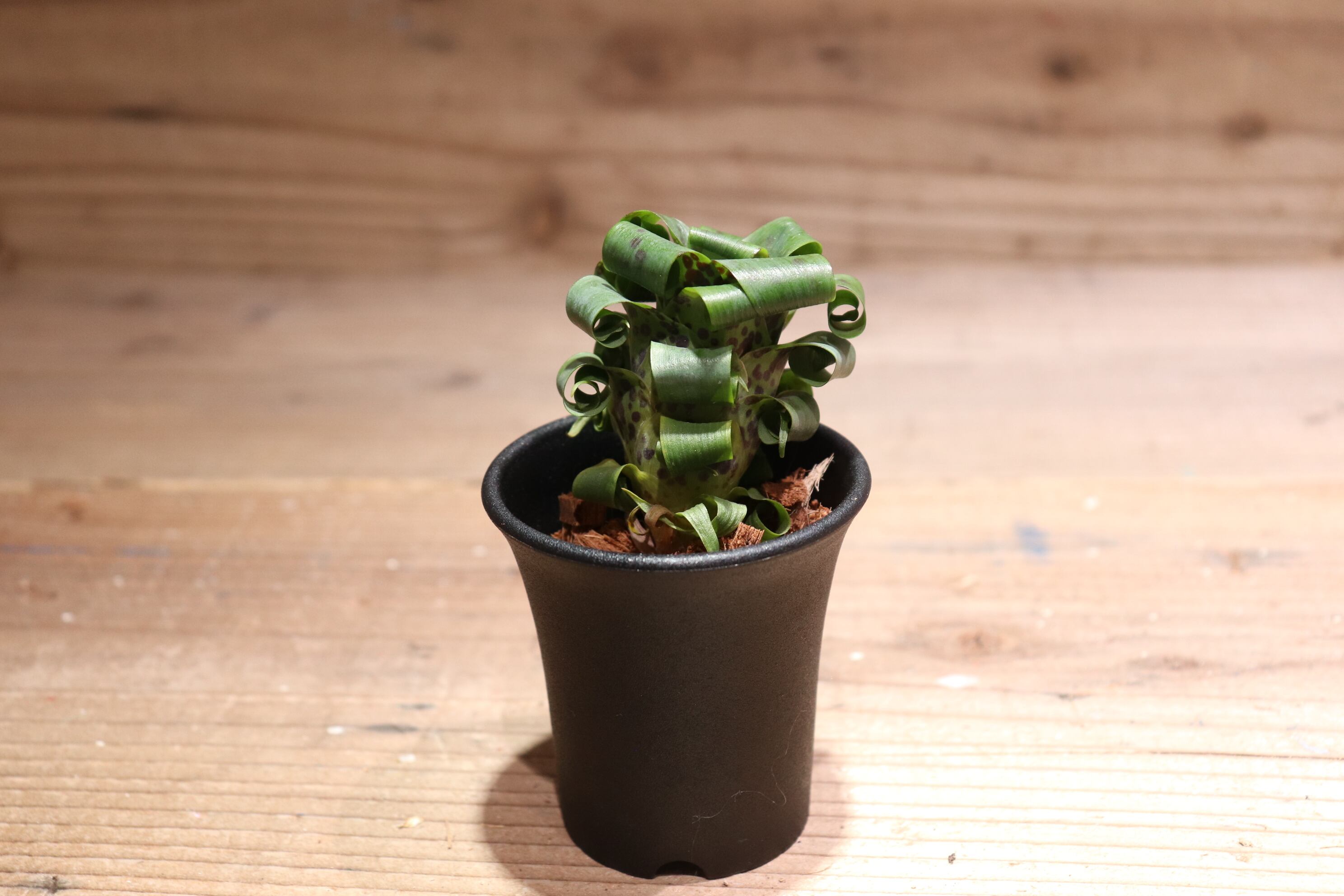 送料無料】Vriesea 'Swagger'〔フリーセア〕現品発送V133 【送料無料