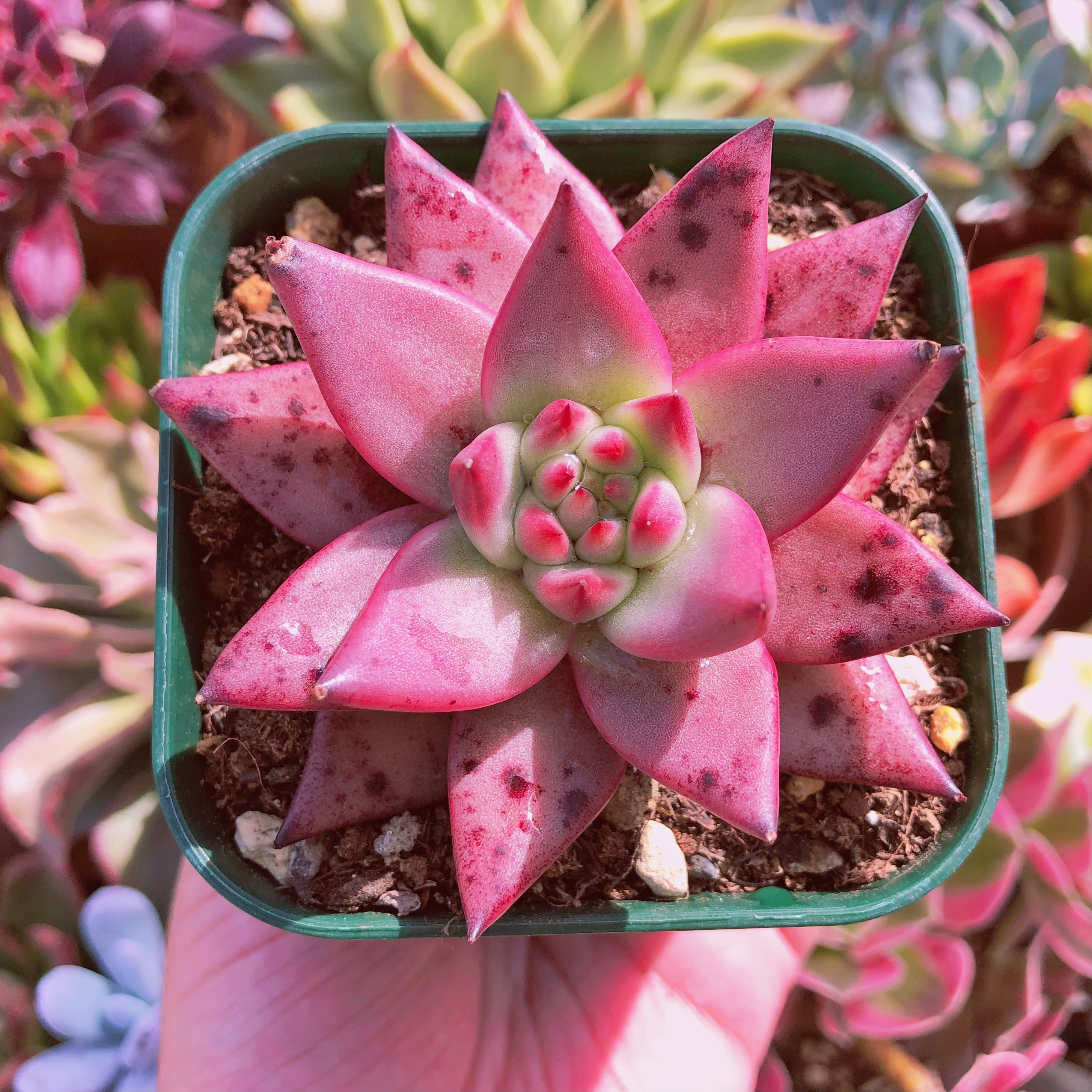 多肉植物　スザンナ　