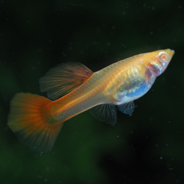 RREAギャラクシーレッドテール　若魚2ペア＋種親メス2匹