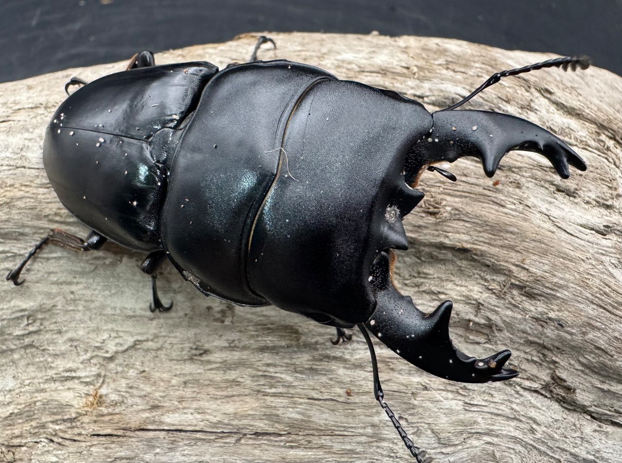 【WD】《アルキデスヒラタ ベンクール産 77mm 胸幅32.5mm ペア》