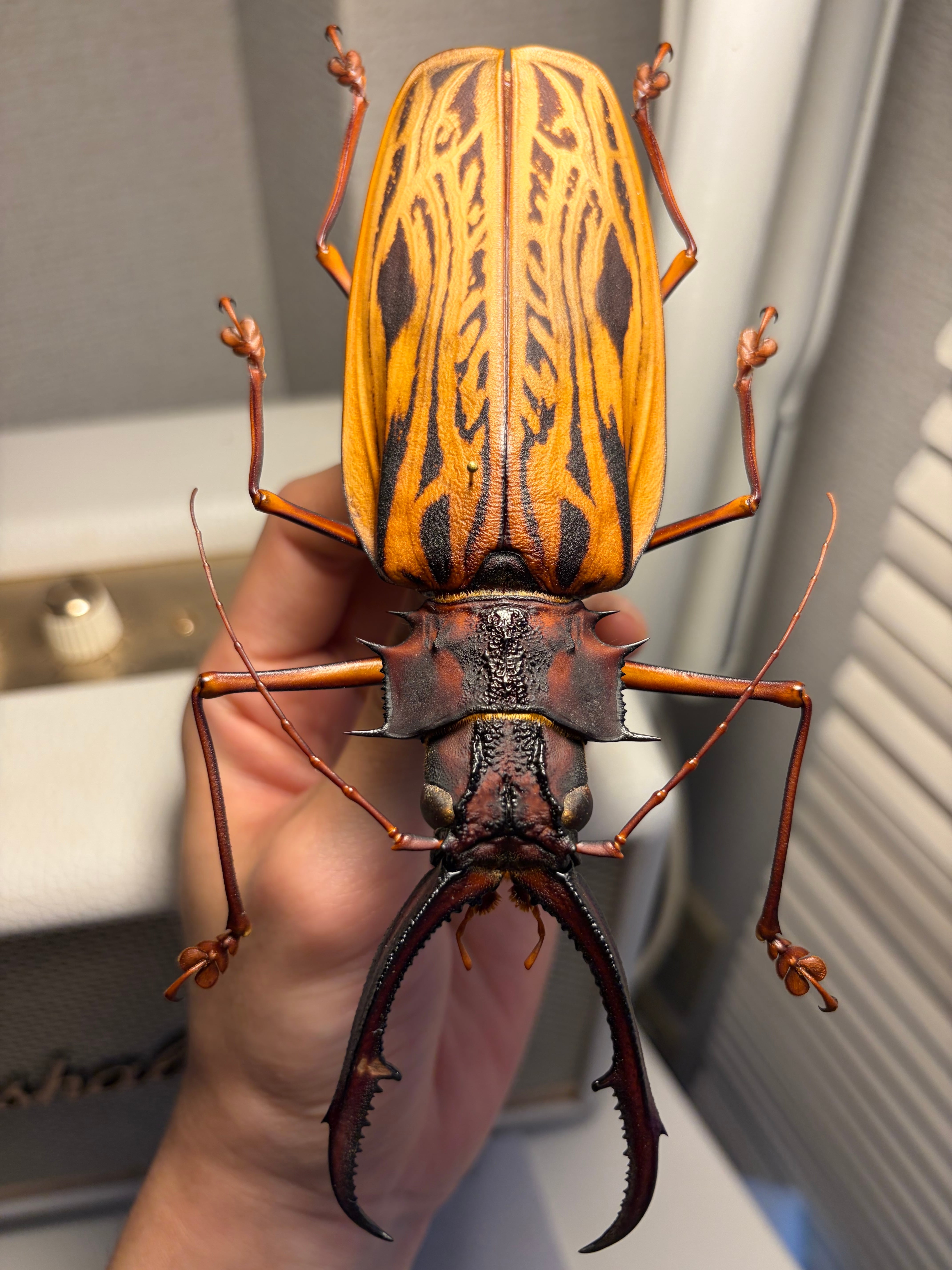 160mm程】オオキバウスバカミキリ標本 Macrodontia cervicornis昆虫