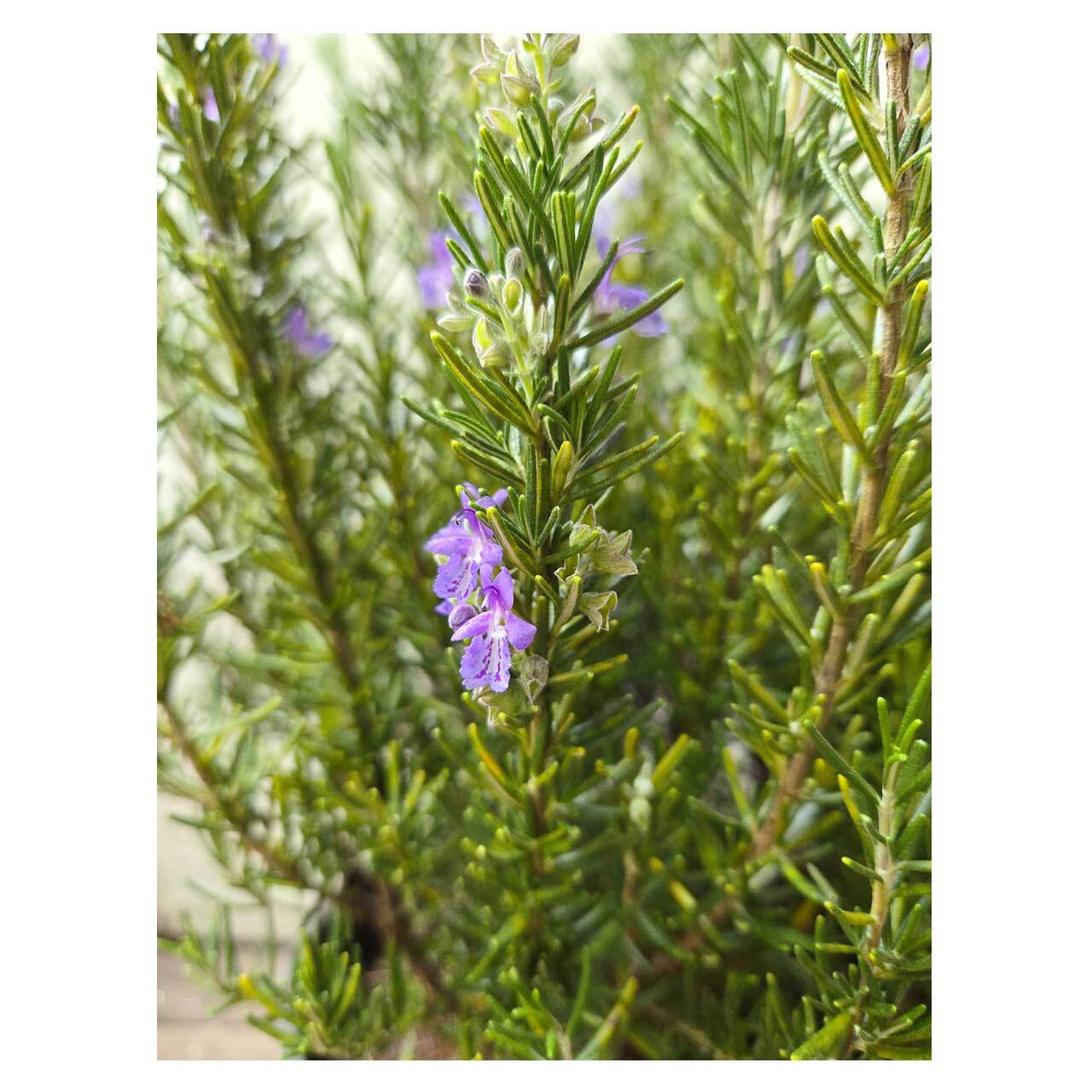 Rosemary 'Marine Blue' | Seeding
