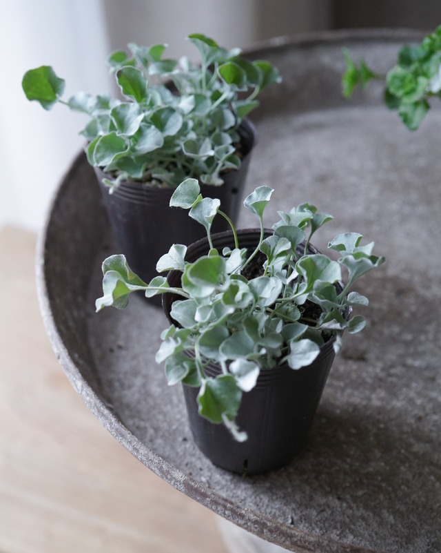 へデラ　白雪姫