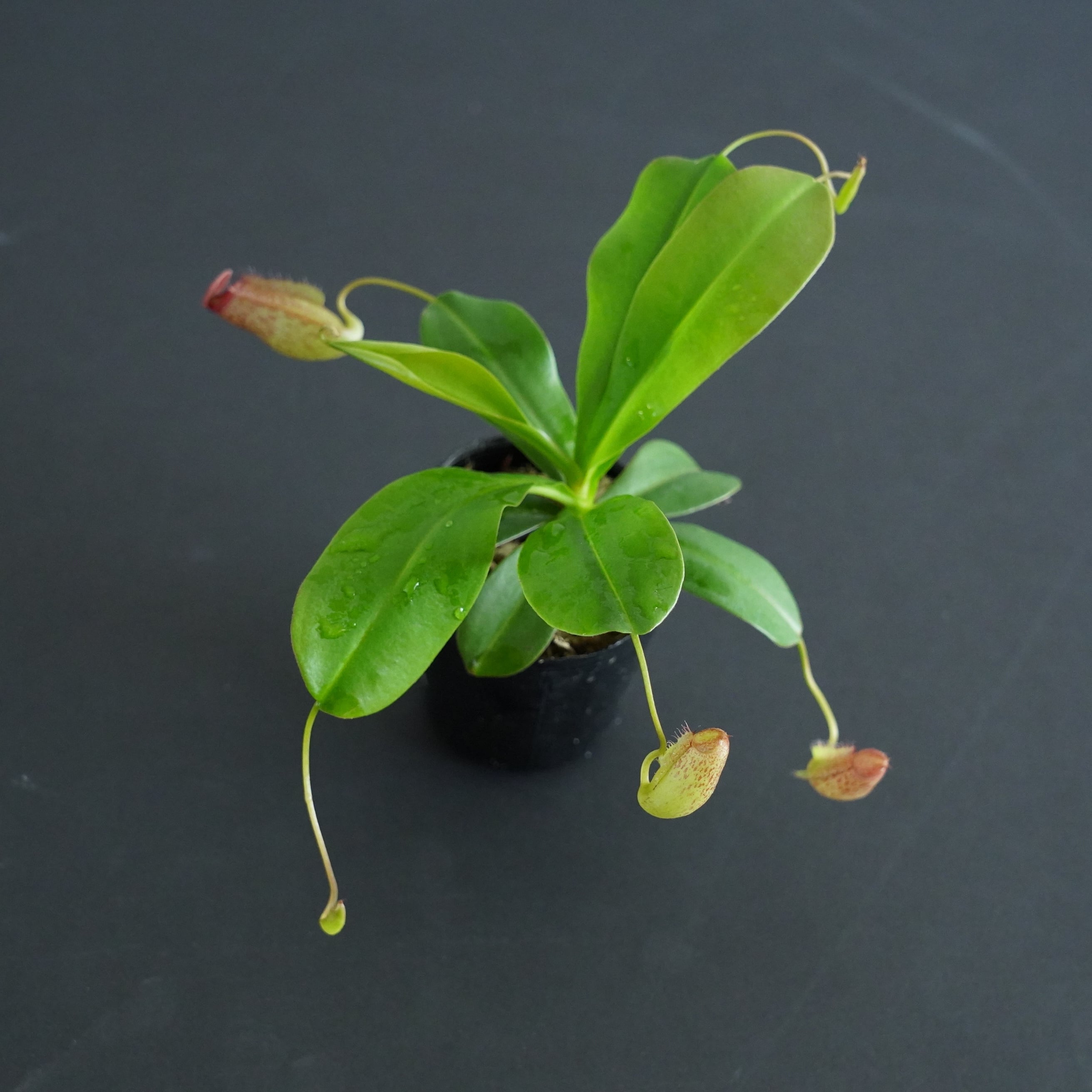 ネペンテス 'Mimis Kiss'【食虫植物】 苔テラリウム作製用素材 | 苔