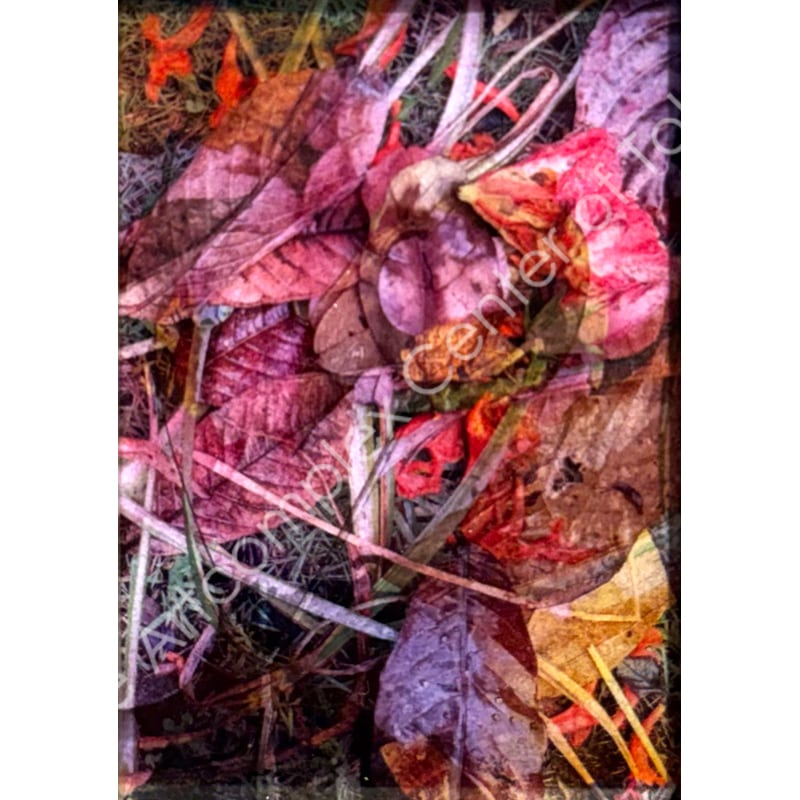 金城理子「枯れ美」