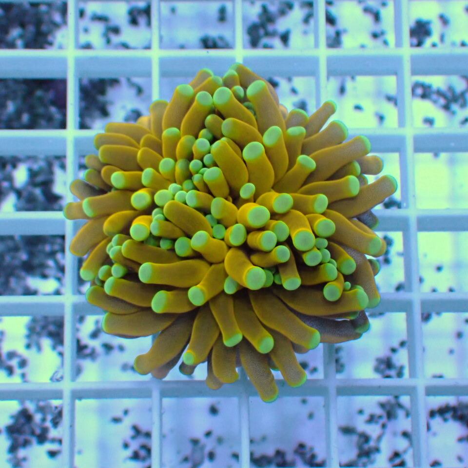 ハナ _ゴールドトーチ フラグ ハナ _ゴールドトーチ 24K 高発色 フラグ