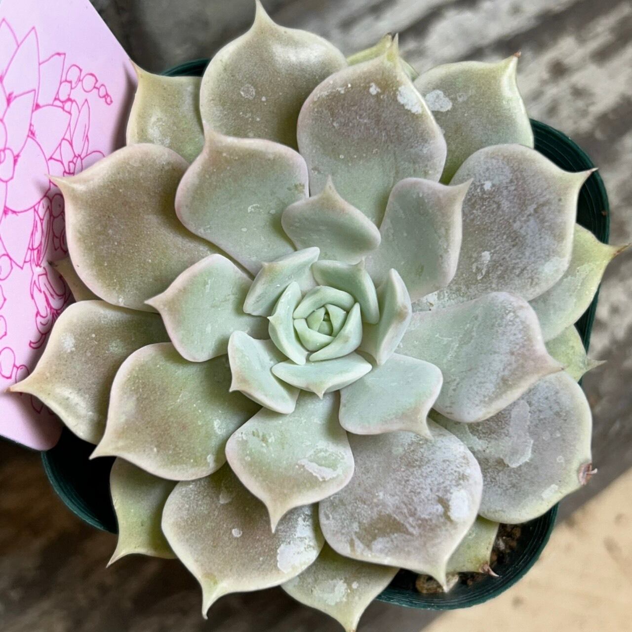 ローラ | RuPo 多肉植物専門店