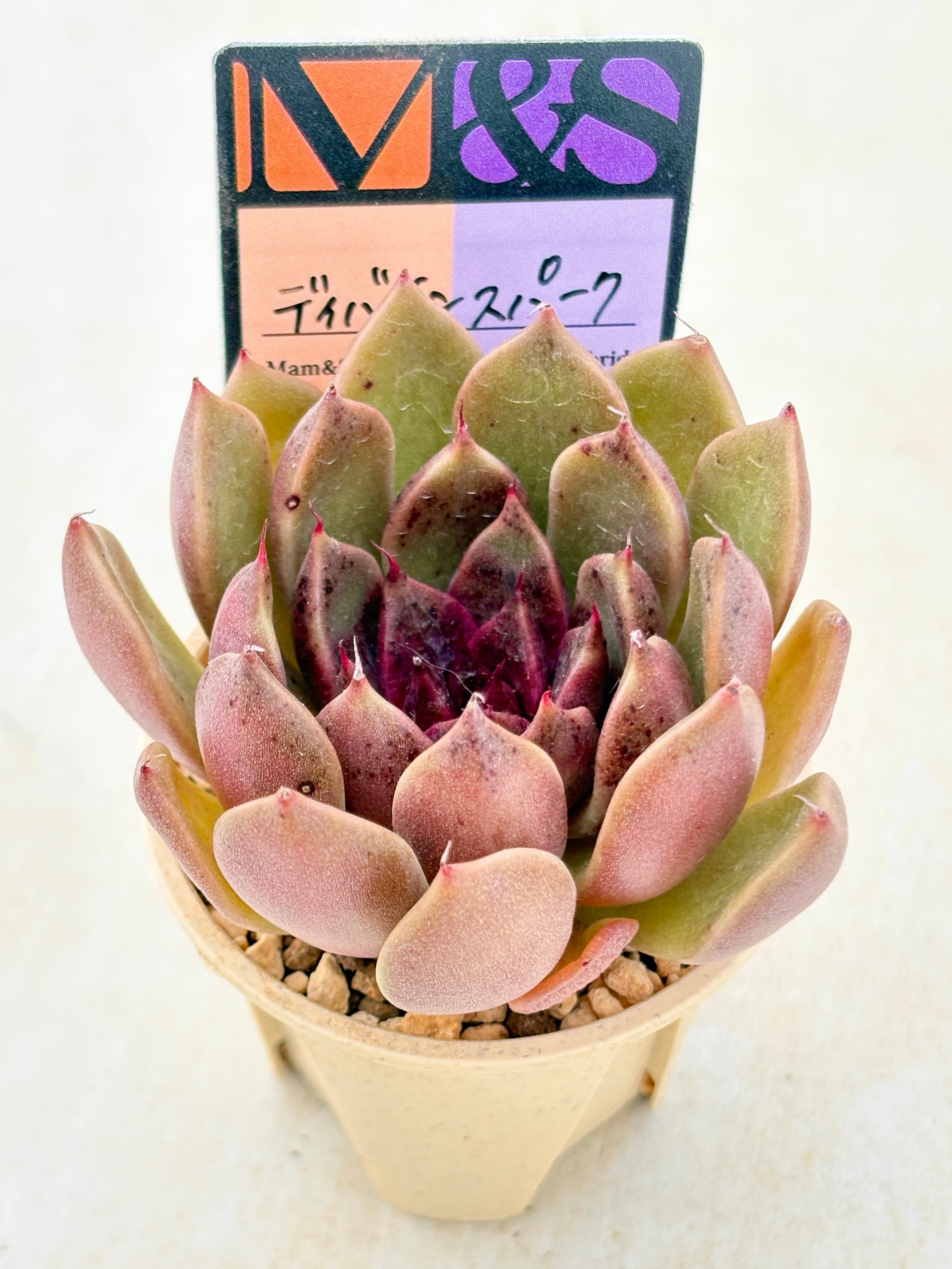 多肉植物と雑貨のお店 ふぁにぃ