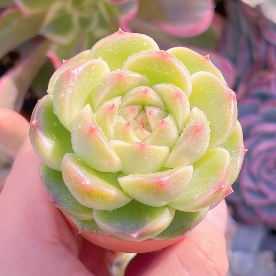 多肉植物　新品種　緑翡　新入荷　るる農園