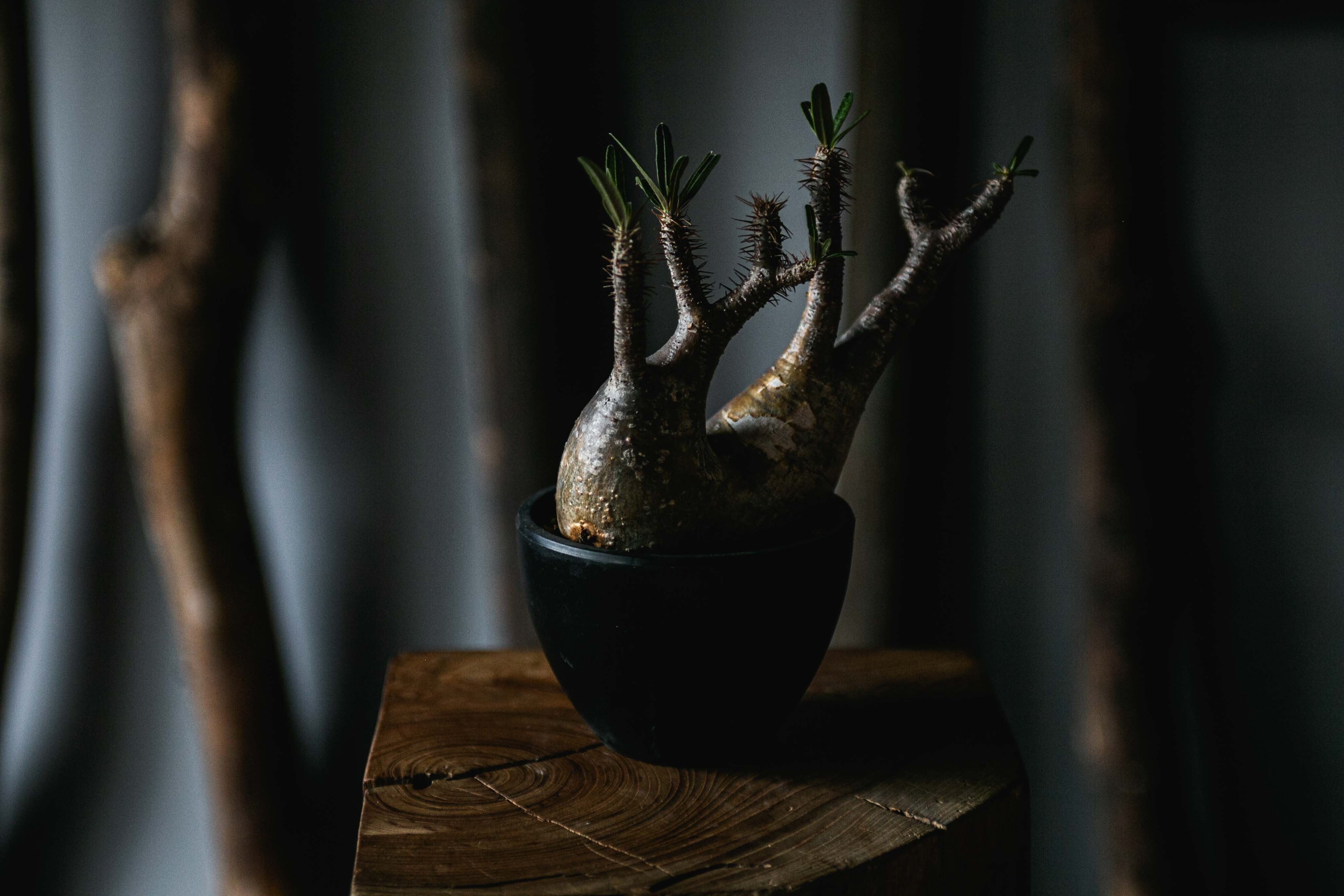 新着】Pachypodium gracilius【手乗りの良型ダブルヘッド