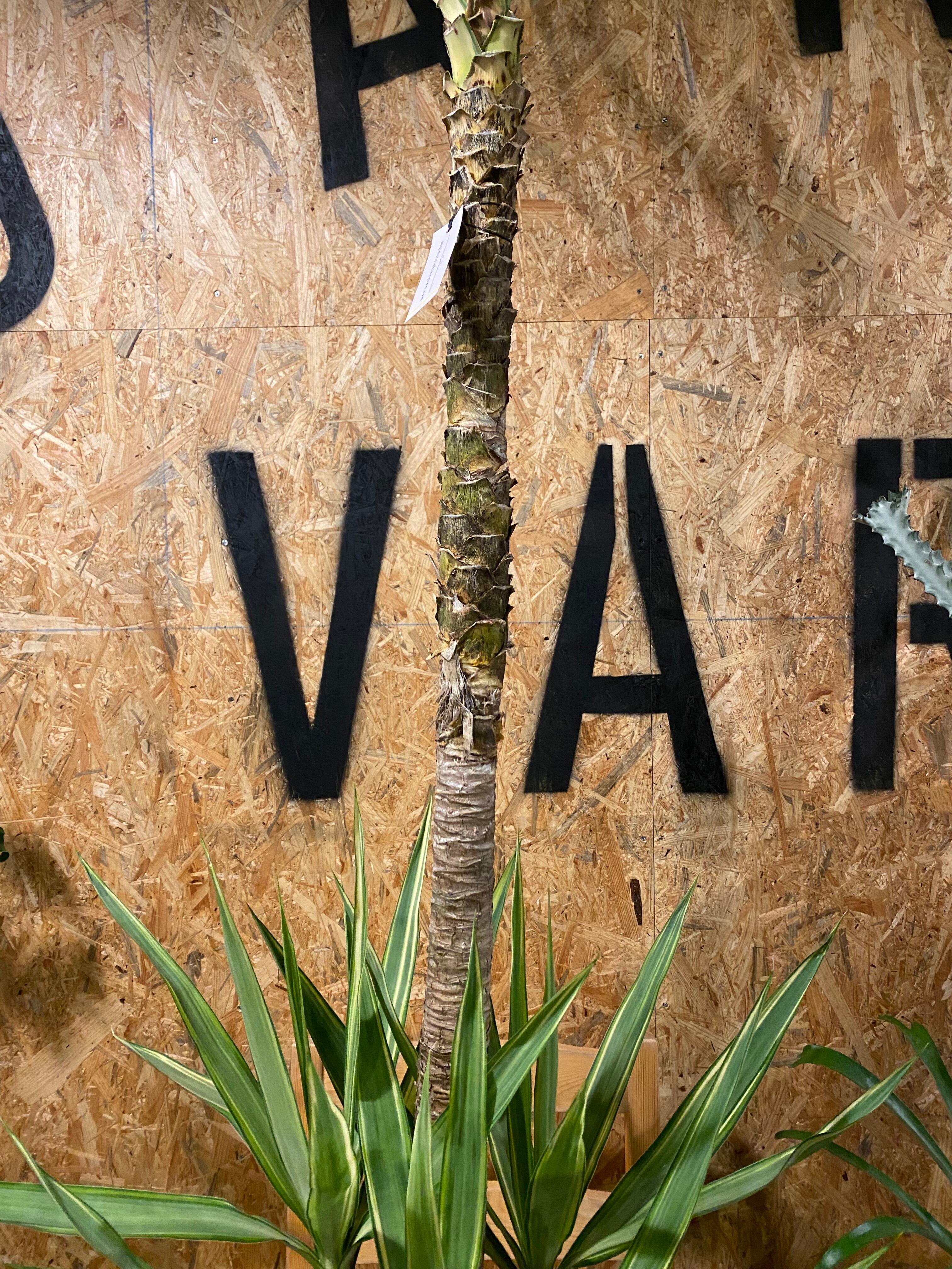 ユッカ ”エレファンティペス” 斑入り 8号 H155cm W50cm 口径24cm