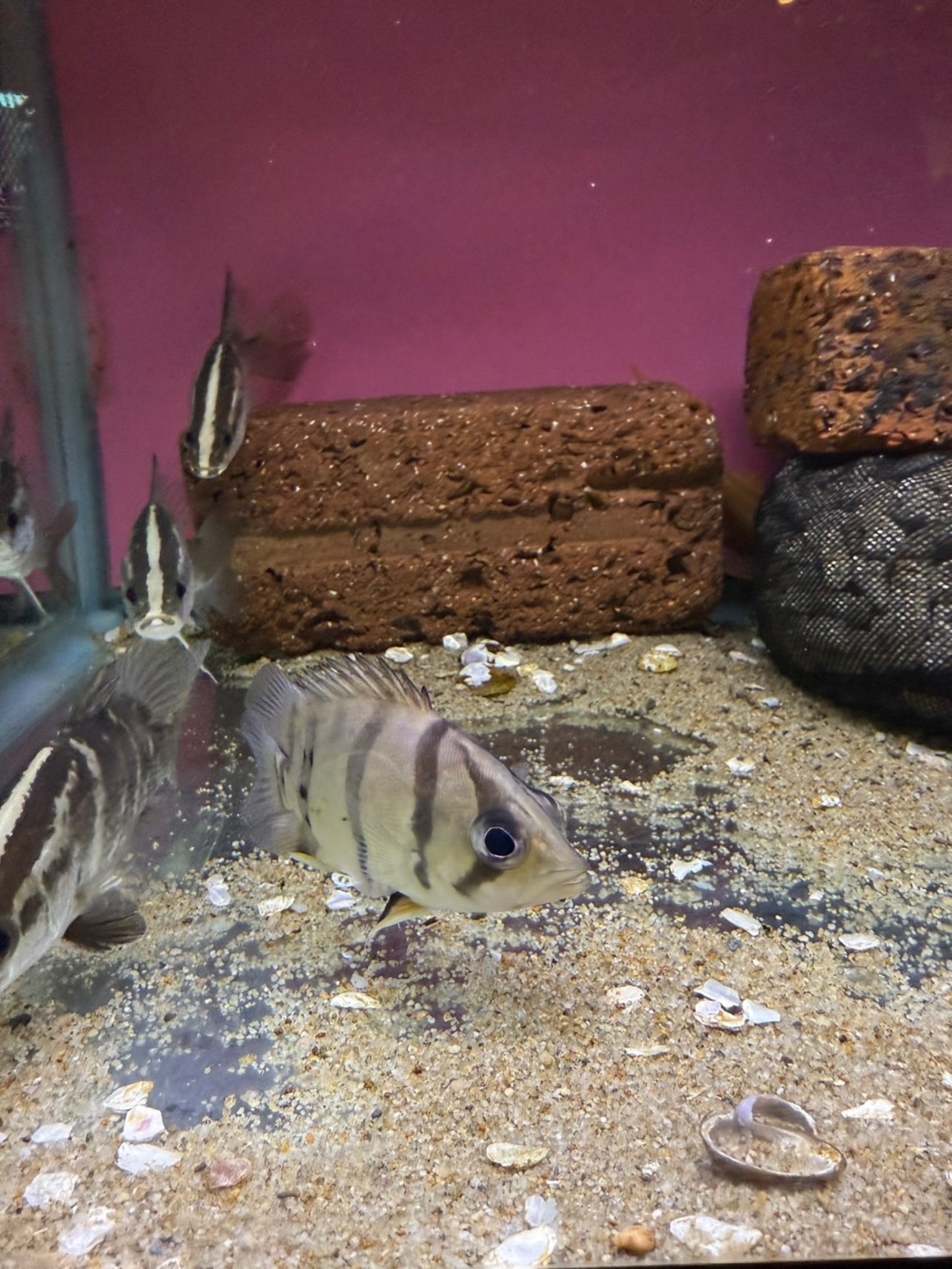 ベトナムタイガー - 1