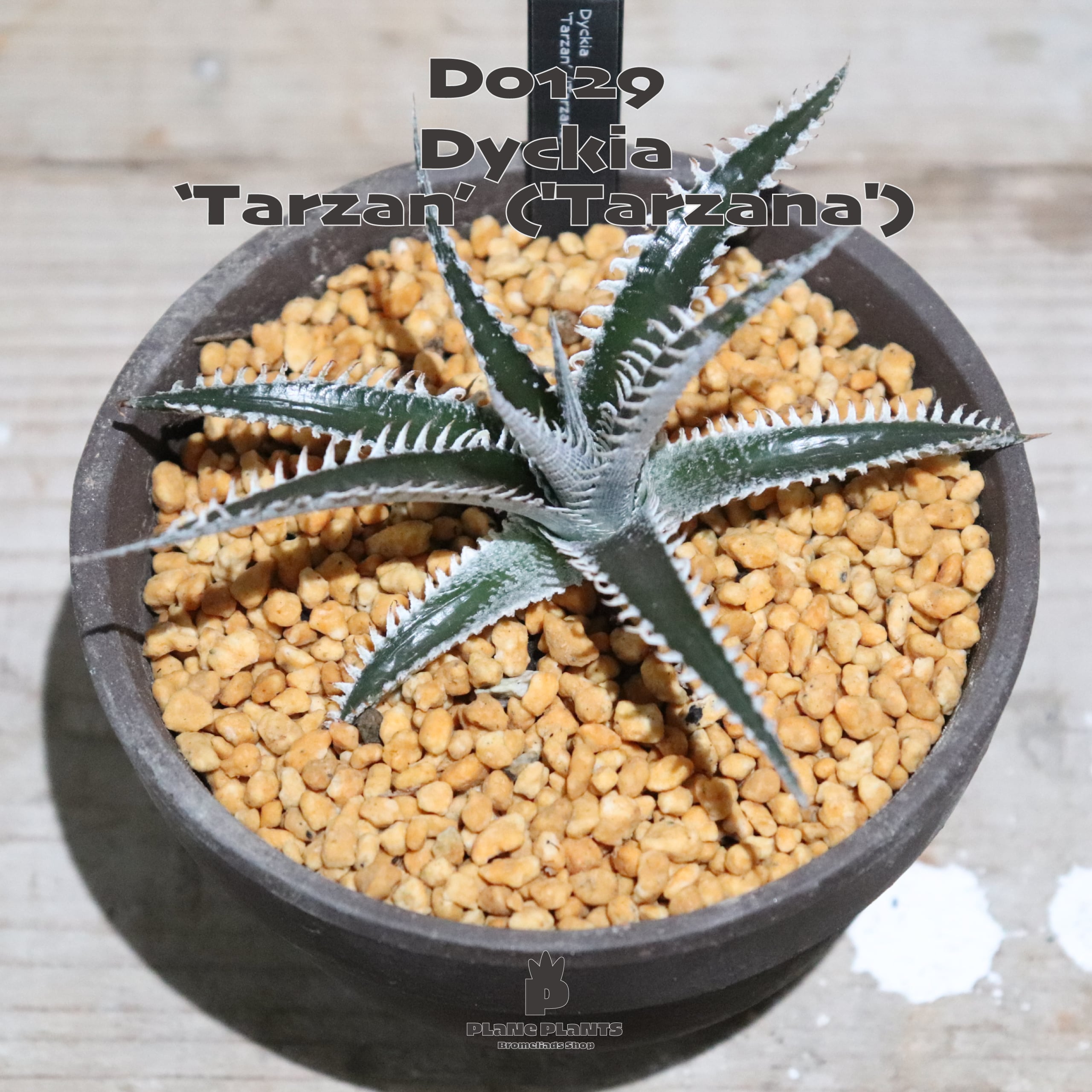 S-Dyckia -ディッキア-19-Marnier-lapostollei super wide leaf x