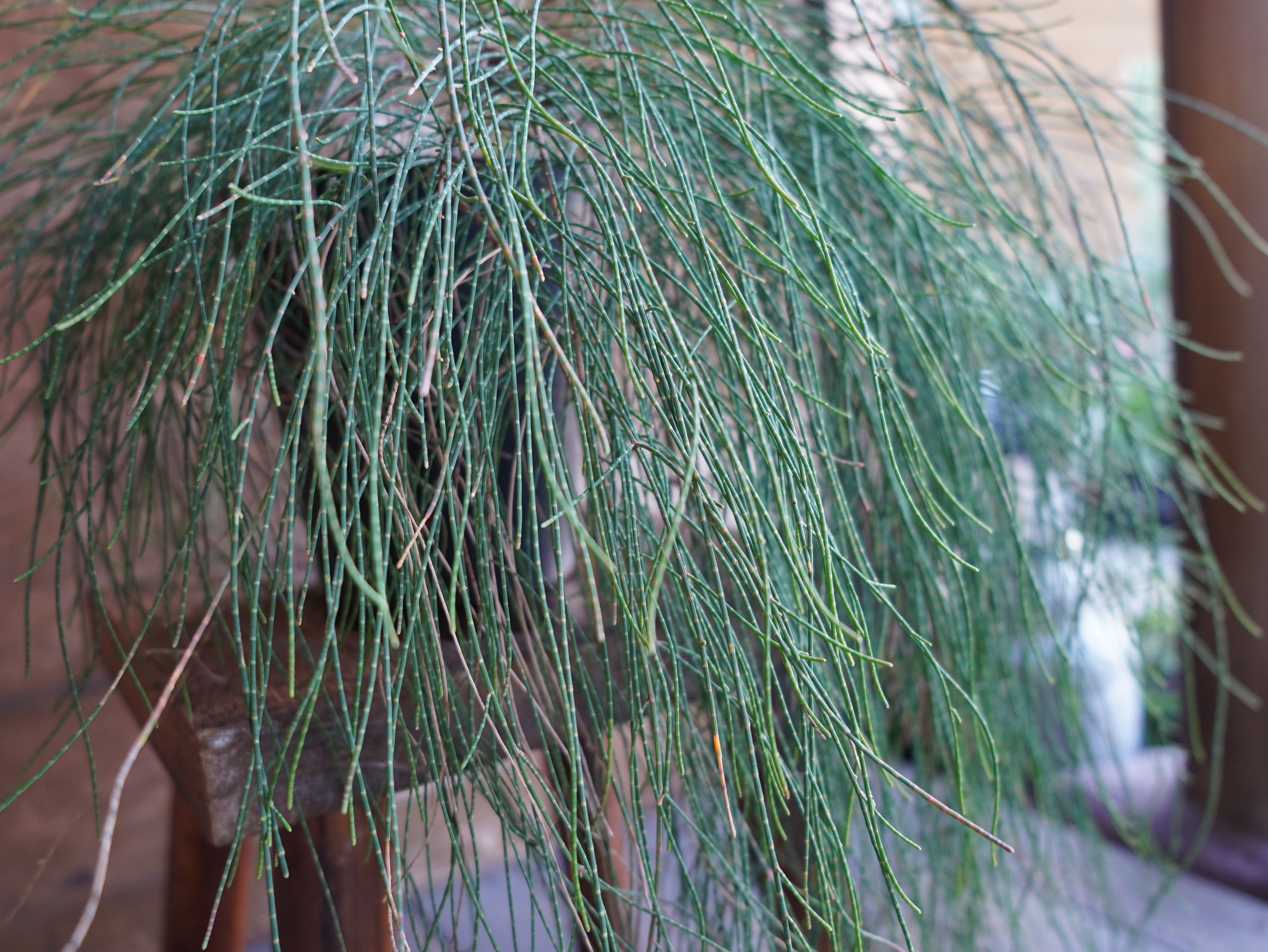 【現物】カジュアリーナ　カズンイット