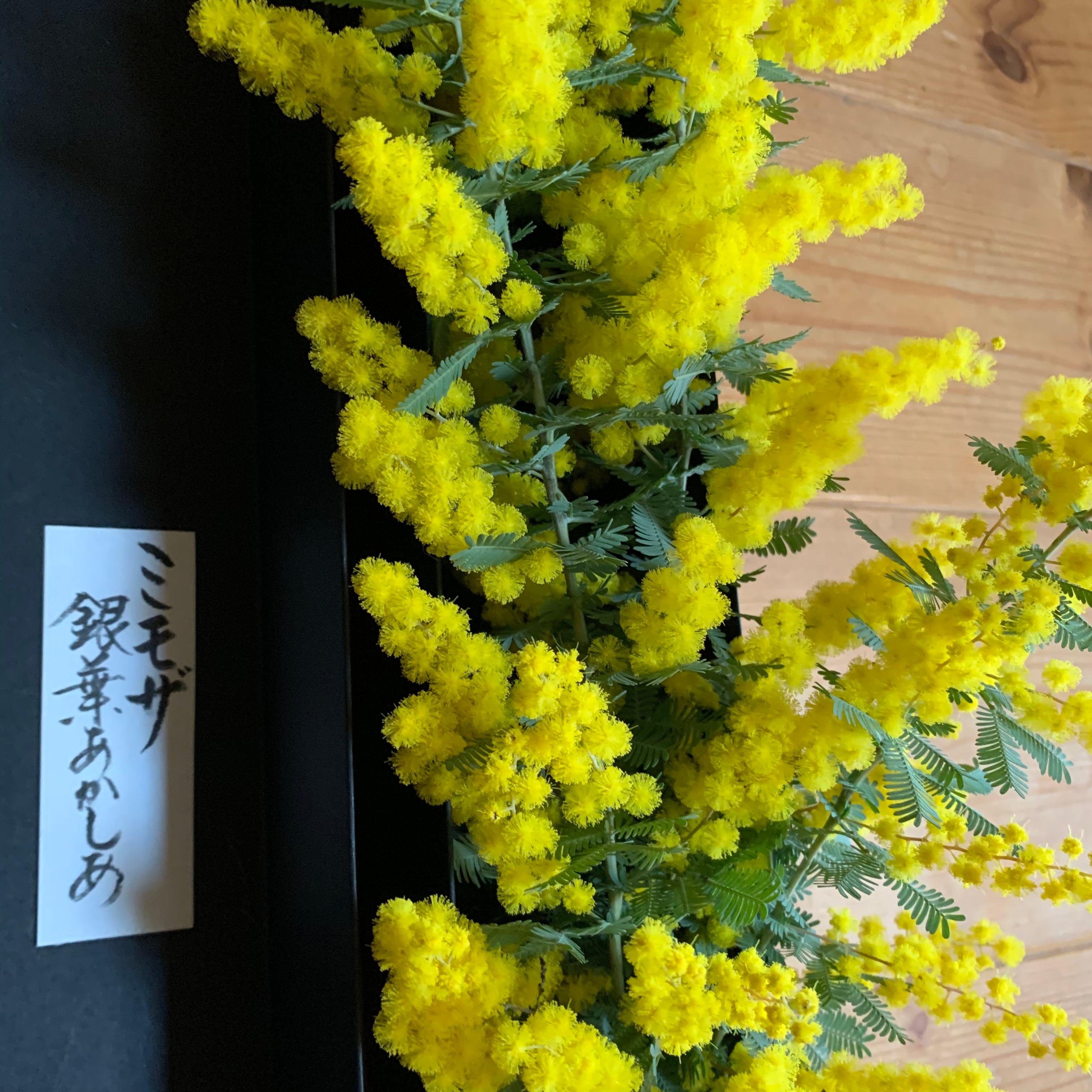 ボックスフラワー 季節の切花 3月ミモザ(銀葉アカシア) | 京都 ボックスフラワー 季節の切花 3月ミモザ(銀葉アカシア) | 京都
