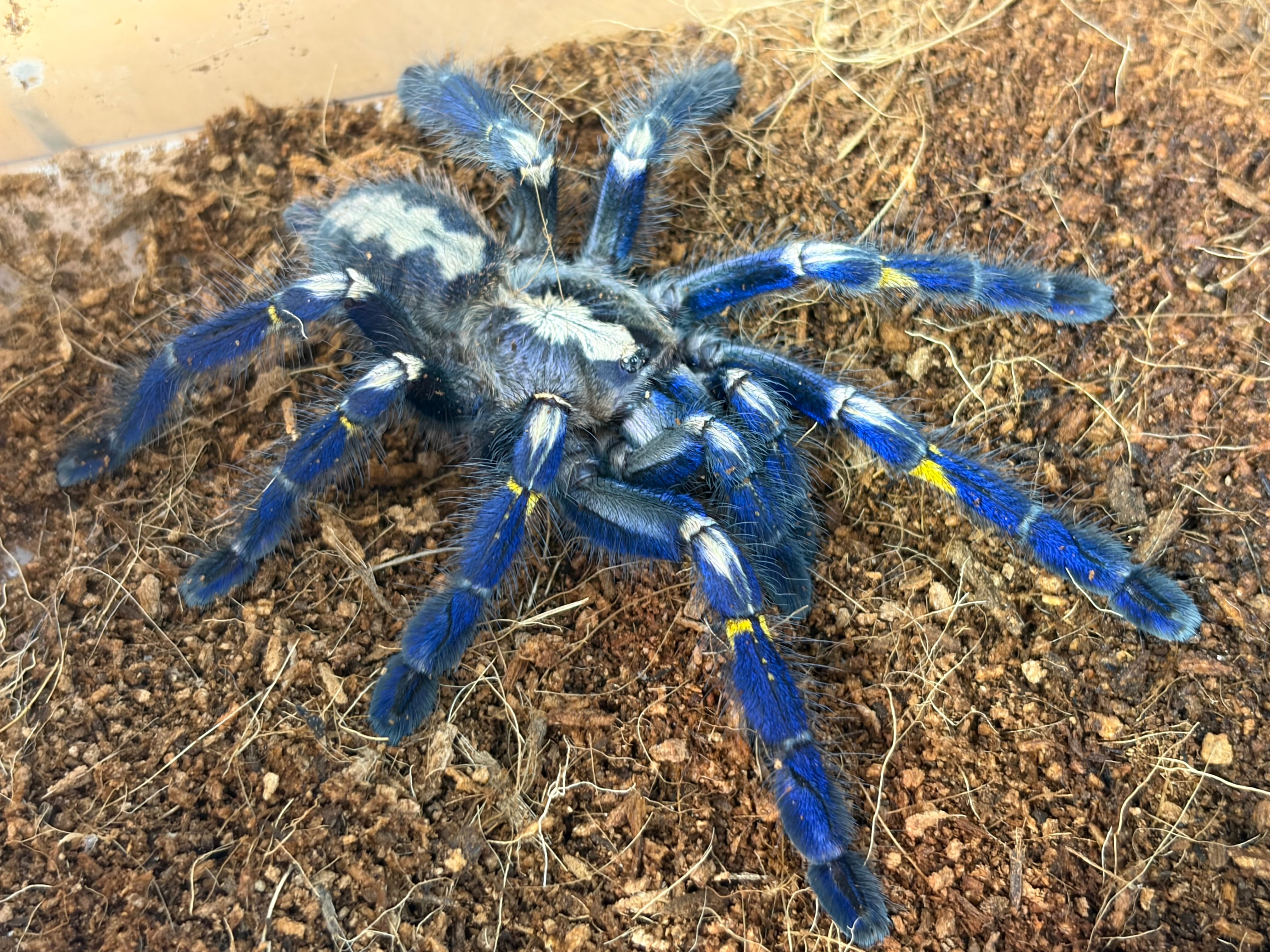 オモニキチュウ