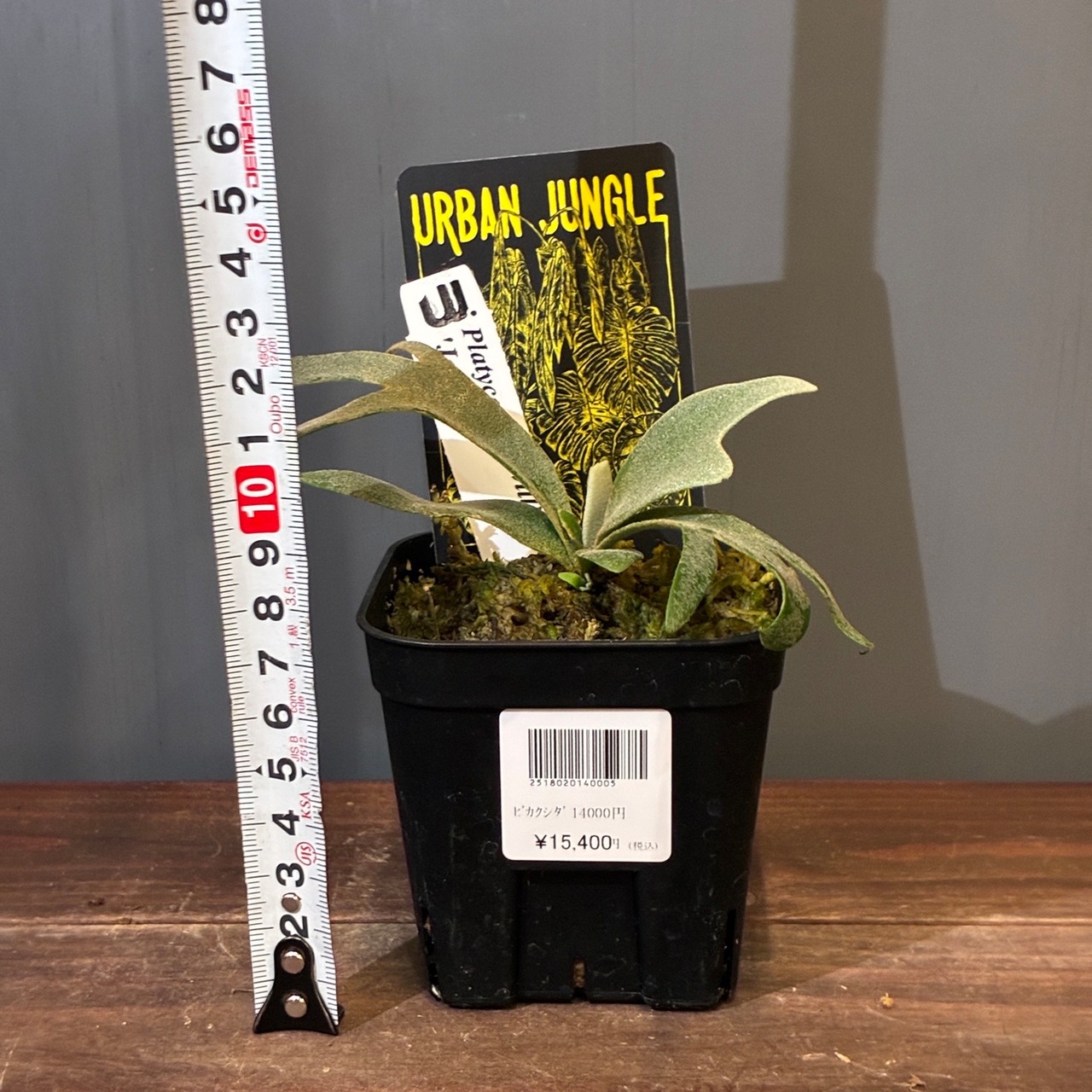 【新着3日限定10%OFF】【UJ】ビカクシダ　ジェニー　P. willinckii 'Jenny'【1085】