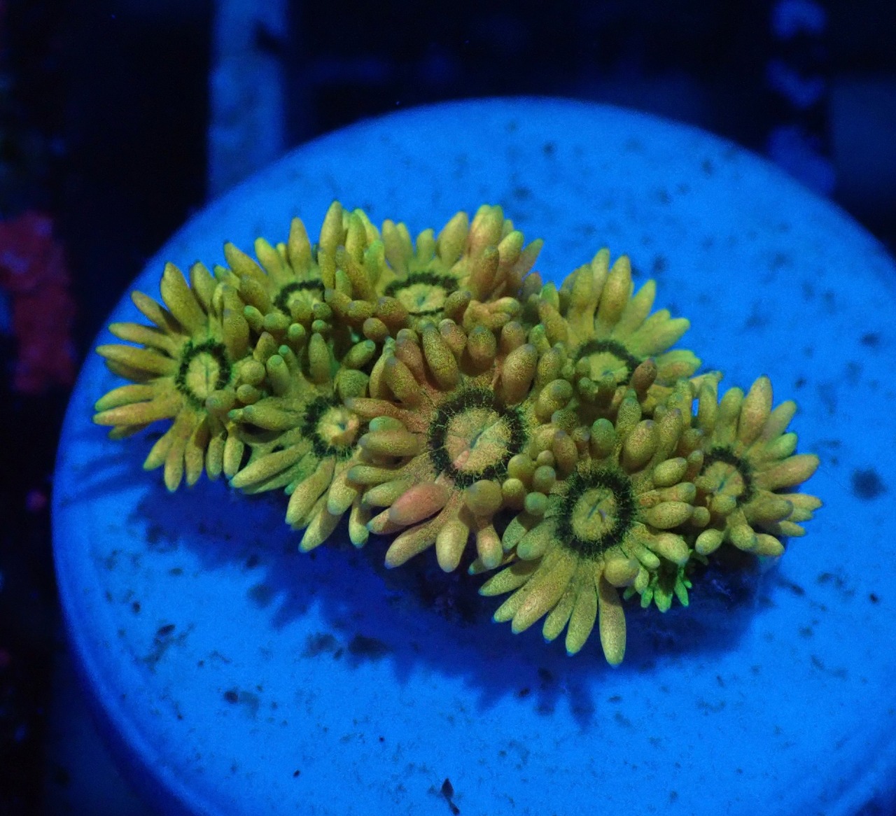 Goniopora FromMakassar Frag 2