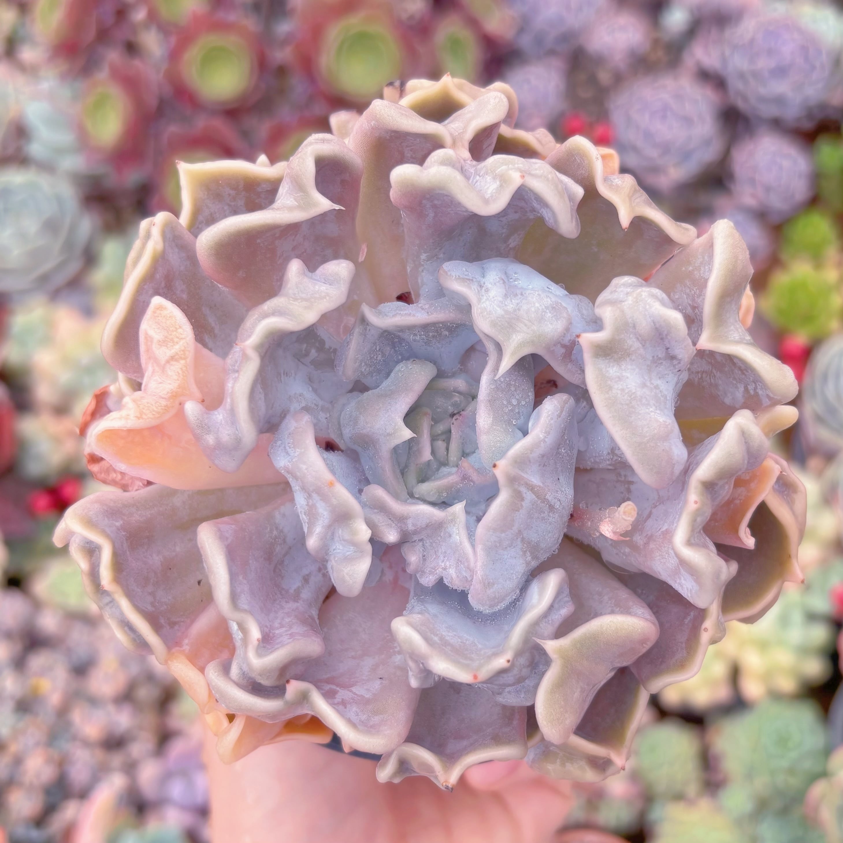 現品　スリラーパール#677　大苗　るる農園