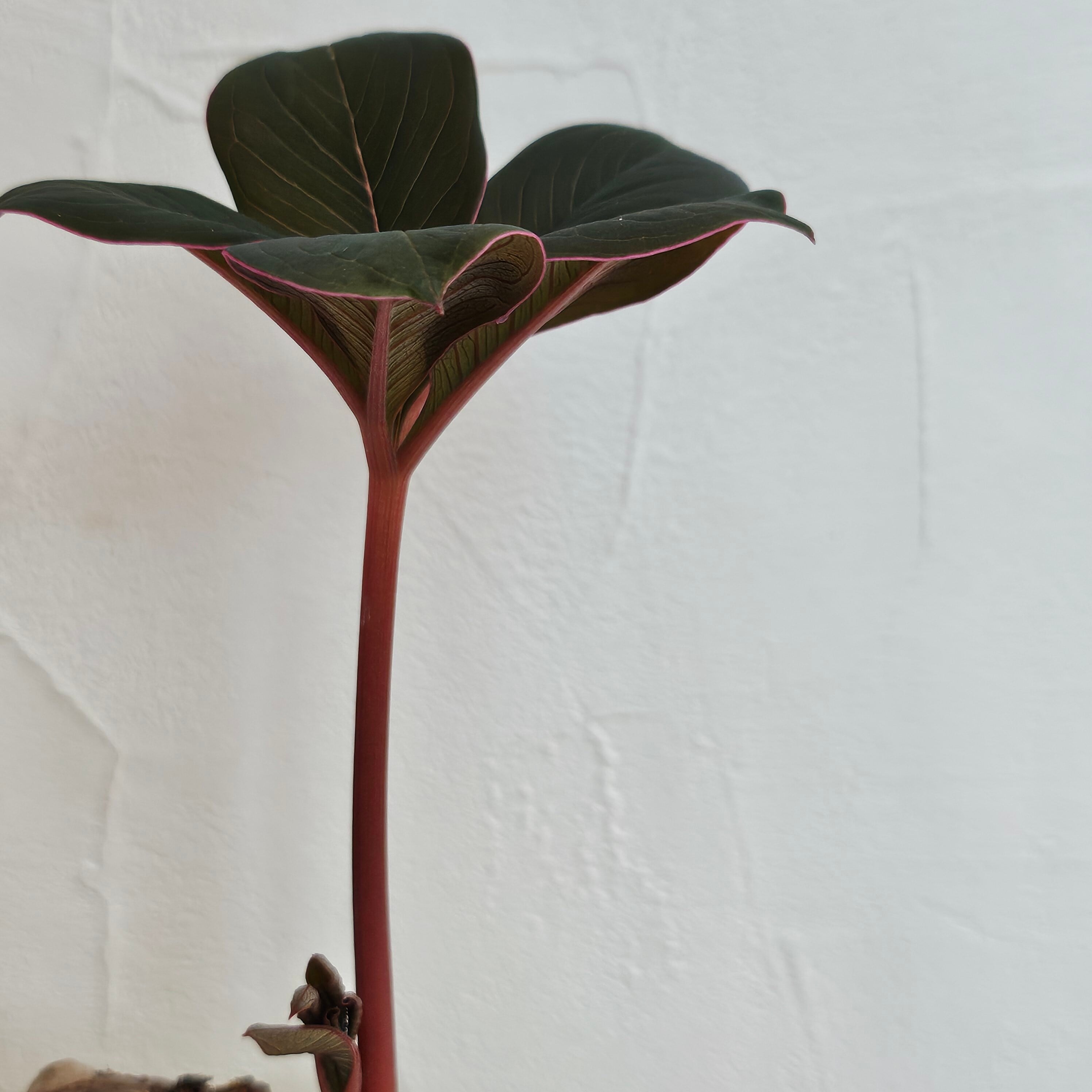 ♡レア〚 アモルフォファルス アトロビリディス 〛 Amorphophallus