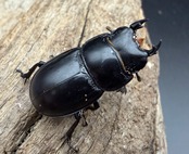 【WD】《ティアンムニセヒタラ 天目山産 27.5mm ♂♀♀トリオ》