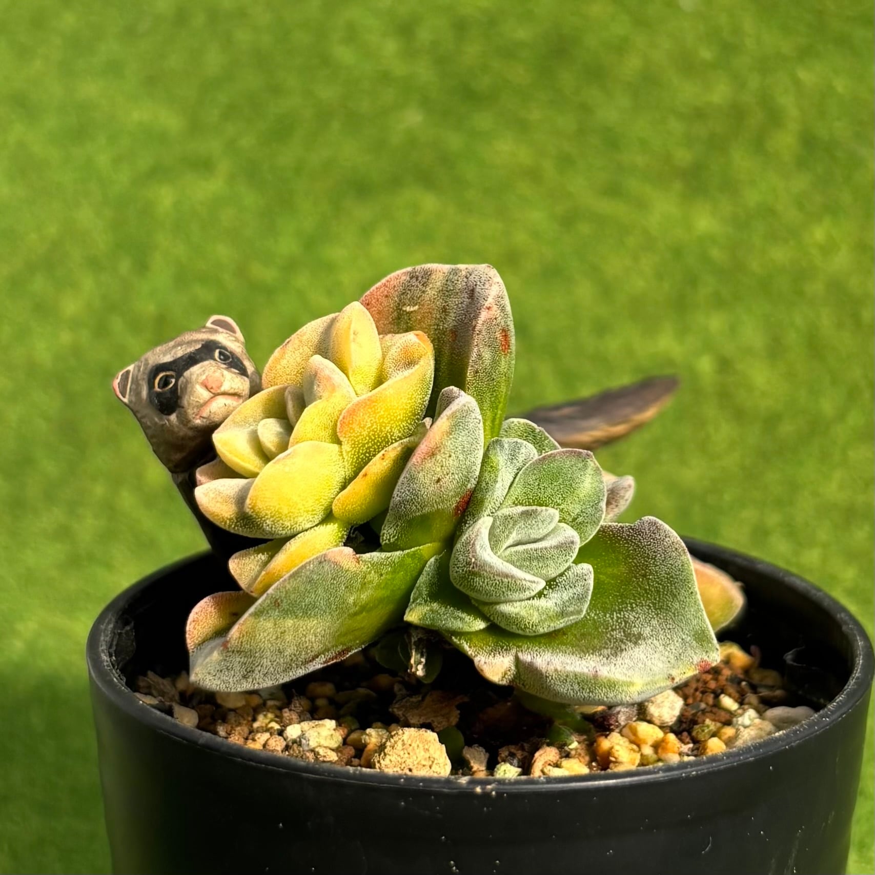 多肉植物　発泡プランター（大）② 初心者向け多肉植物の室内越冬完全ガイド｜冬の室内管理ポイント