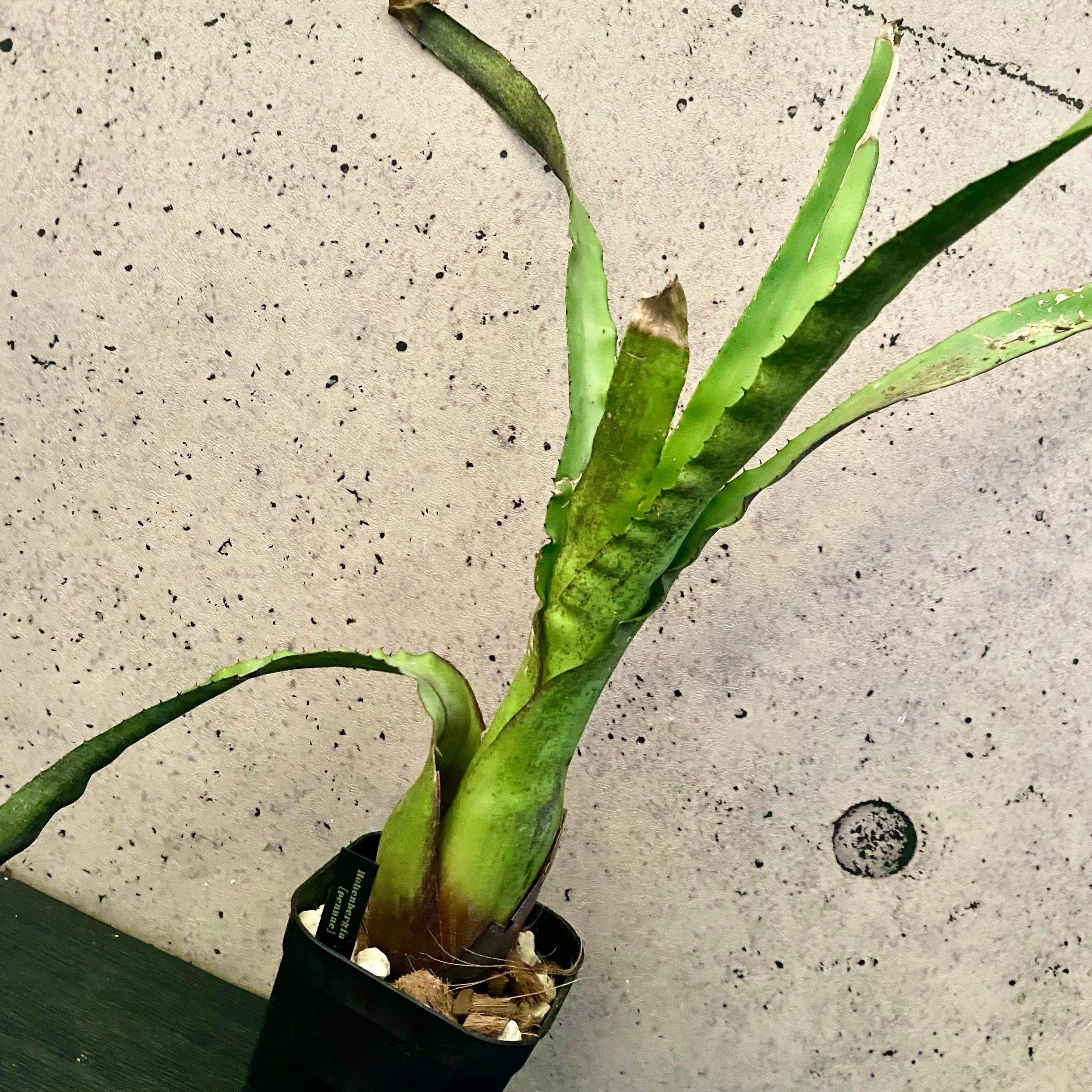 タンクブロメリア | Planet Plants プラネットプランツ