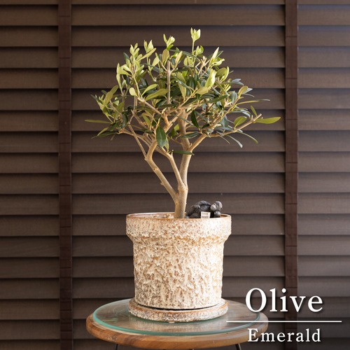 日本製 陶器鉢 Olive オリーブの木 Emerald 6号 エメラルド オリーブ 0725BE