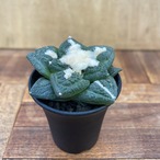 Ariocarpus fissuratus 【アリオカルプス・大疣亀甲牡丹】