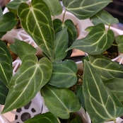 Anthurium Regale / アンスリウム・レガレ【お得なまとめ売り】