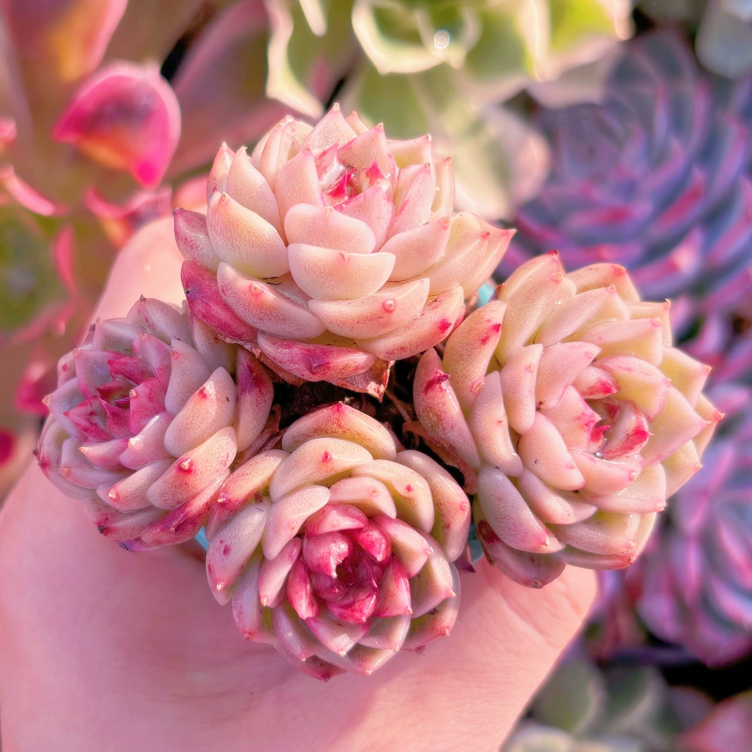 Top【選抜株】多肉植物　22047 レッド　ベルベット12個　鉢無し/脱土 レッドベルベット 多肉植物 抜き苗 多頭 - メルカリ