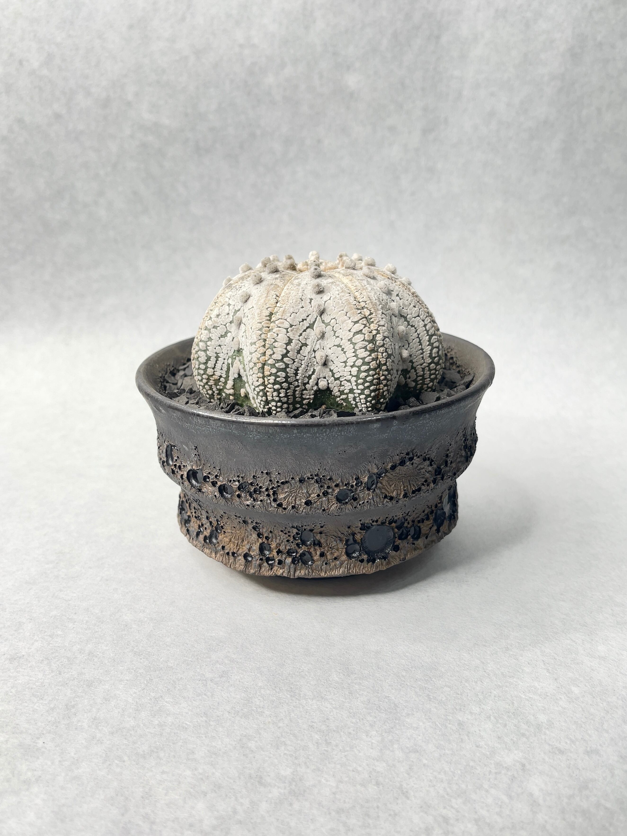 アストロフィツム ミラクル兜（鉢付き／直径 約11cm） 大株 2 アストロ